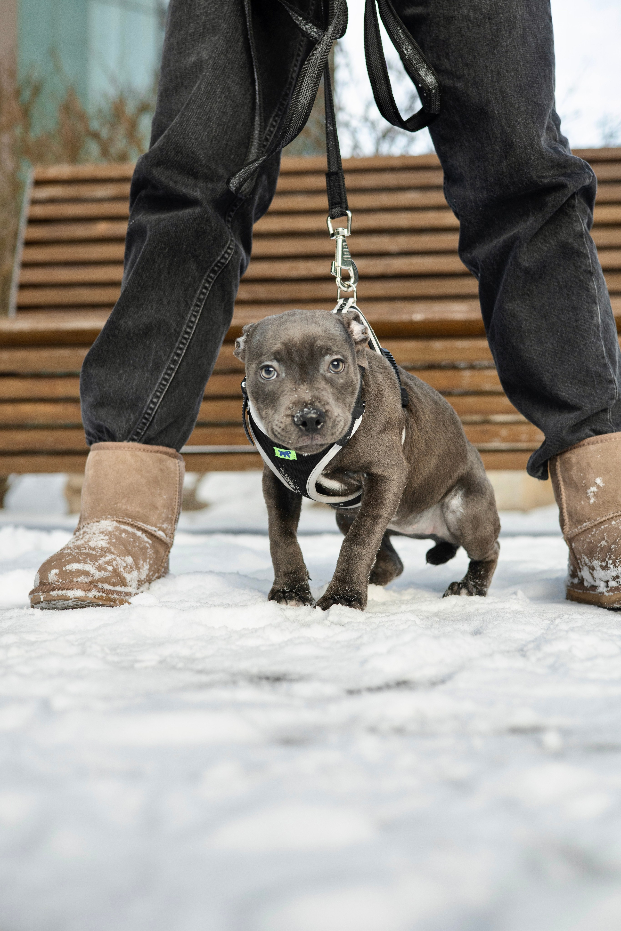 Дарси, Тимур и Юля. Фотограф-анималист Ксения Шевцова|Москва