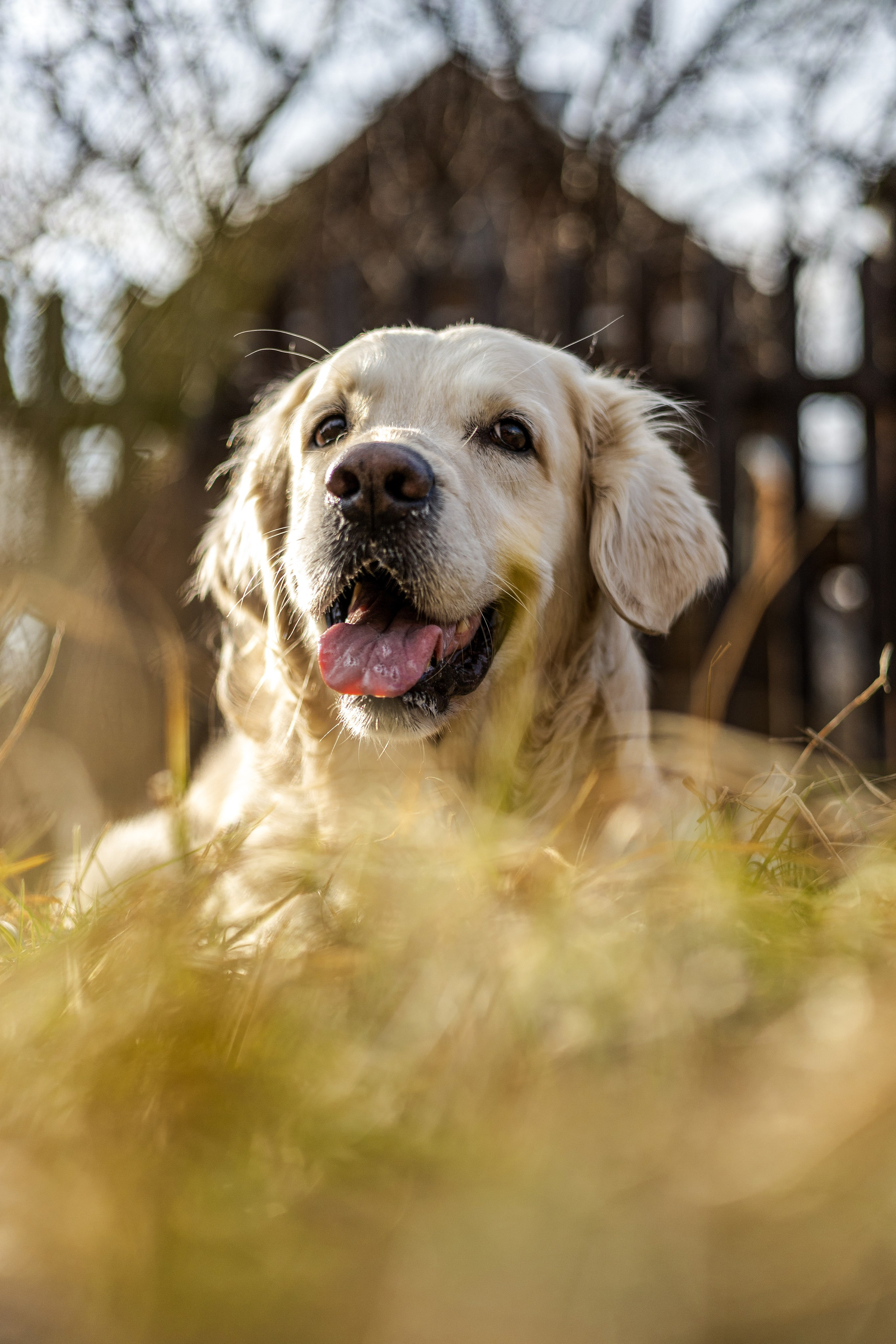 Зиз и Юля. Часть 1. Фотограф-анималист Ксения Шевцова|Москва