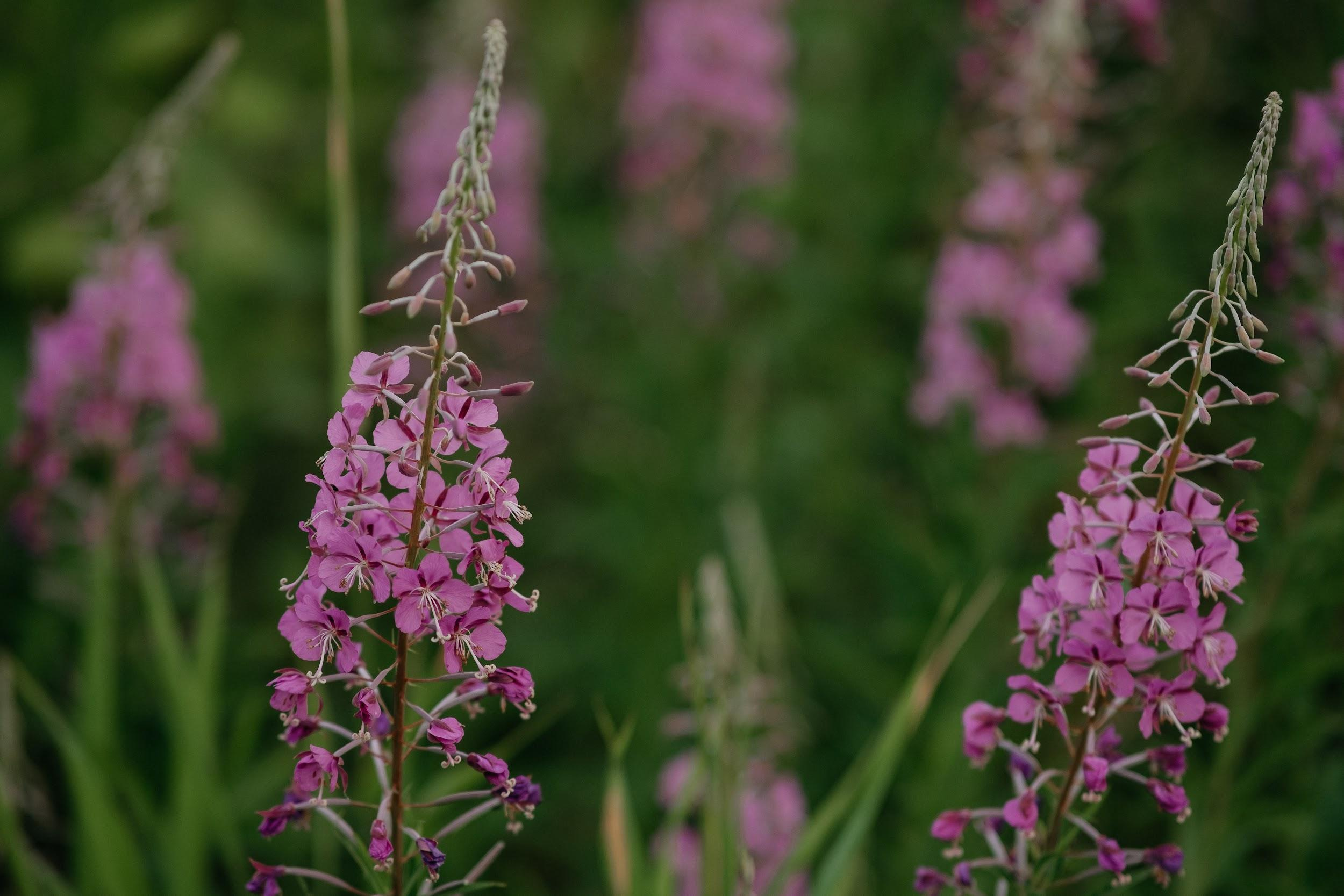 17.07 Андрей и Ольга. Свадебный организатор Екатеринбург