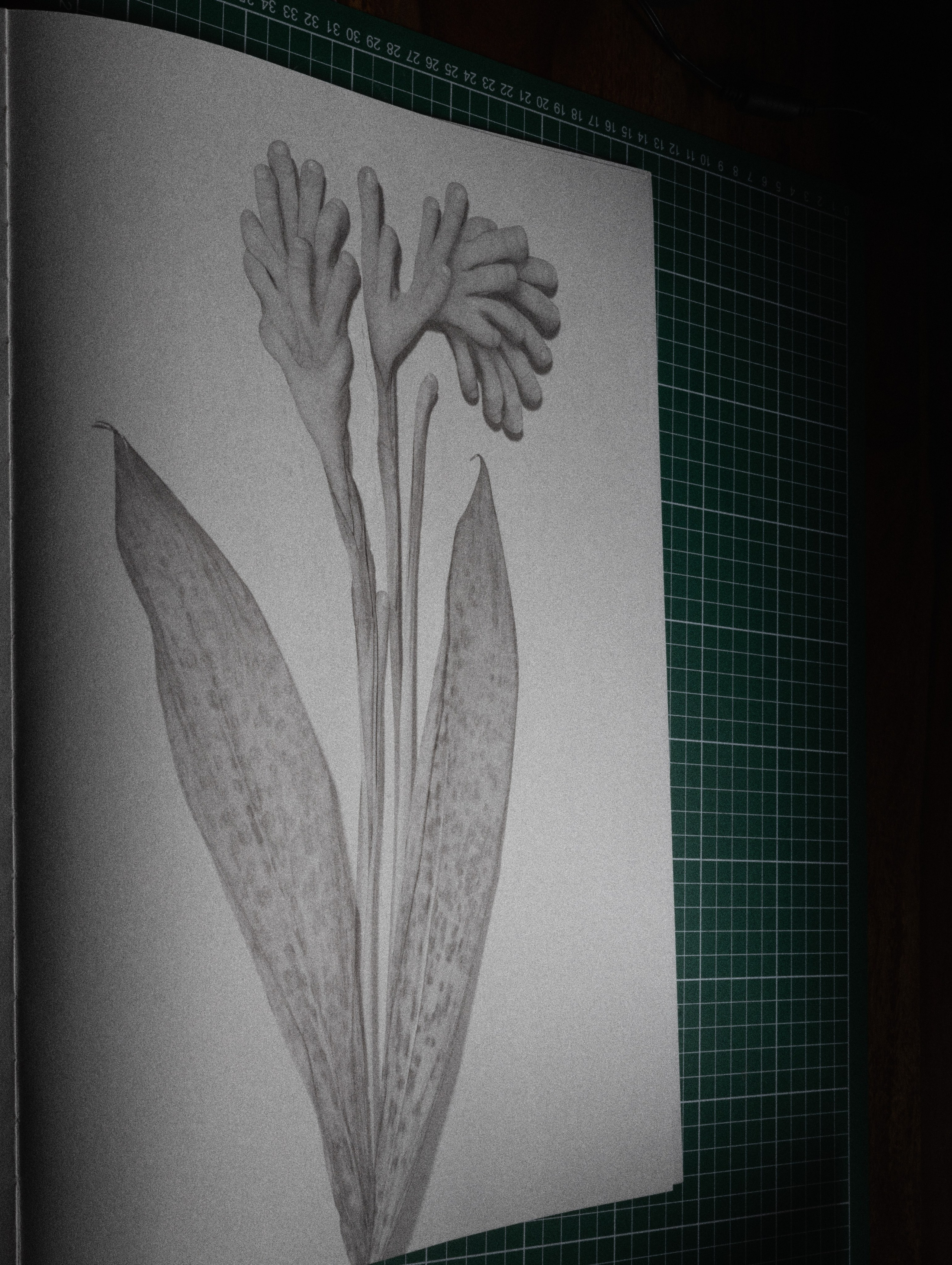 Фотокнижная библиотека Светы Кавериной. Фотограф и исследователь фотографии из Санкт-Петербурга Елизавета Веприцкая