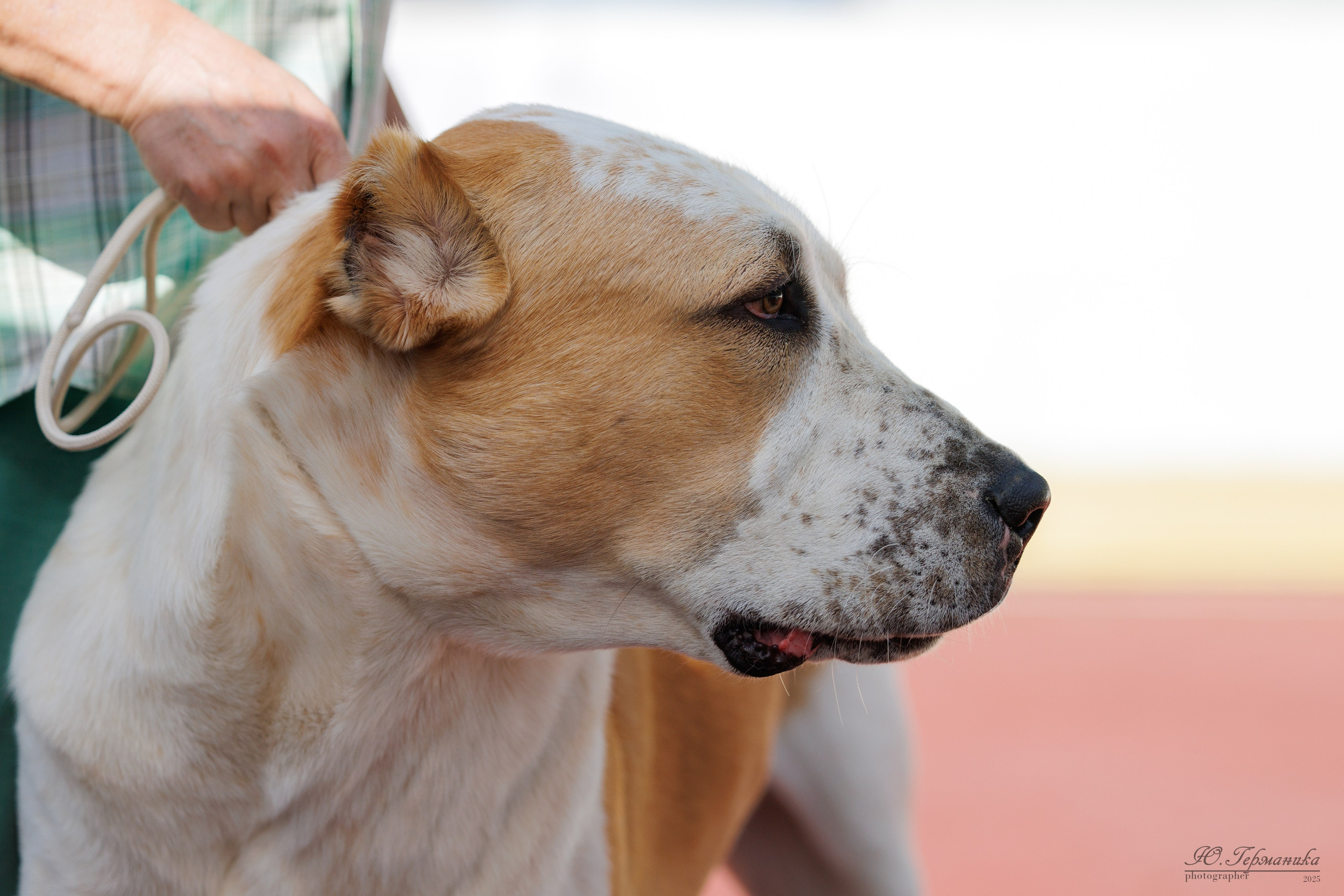 Коломна 30.08.2025. Фотограф-анималист Юлия Германика