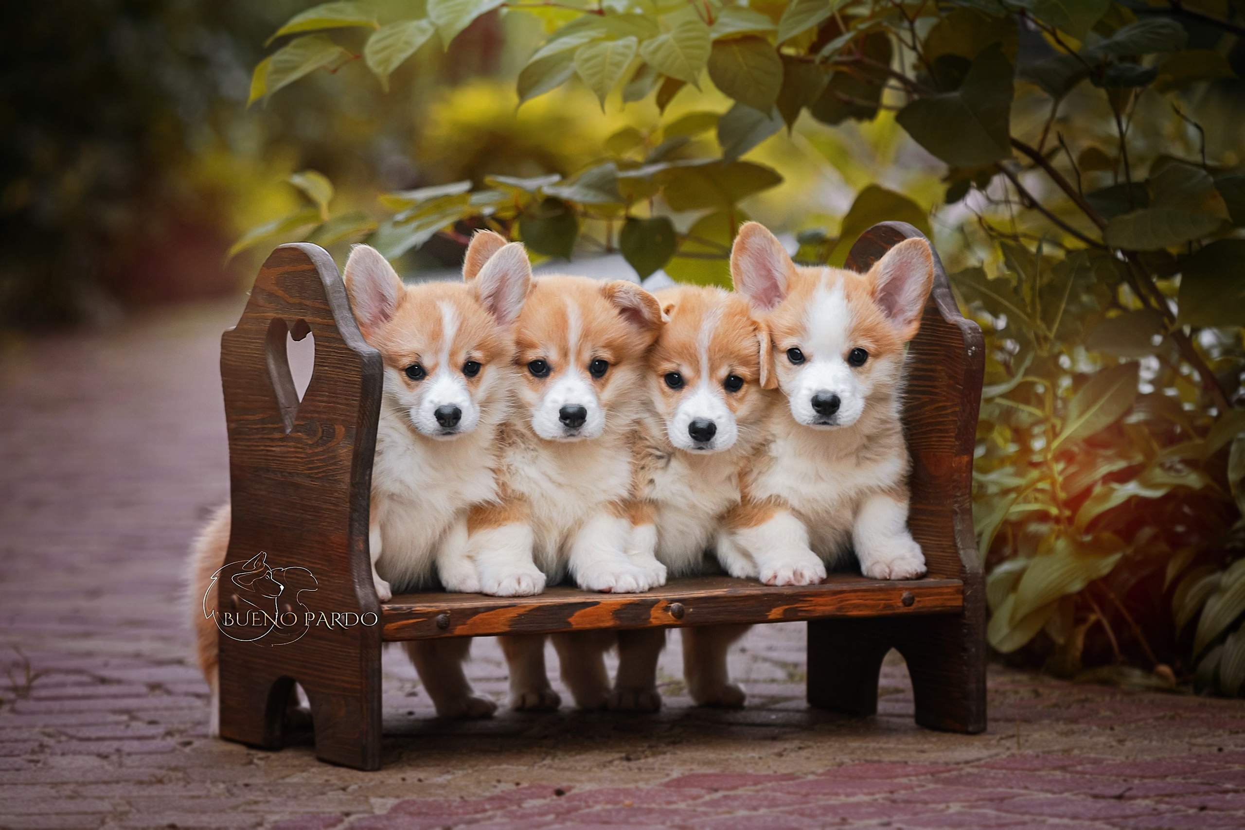 Щенки вельш корги пемброк из питомника. Питомник собак Акита, Хаски, Корги