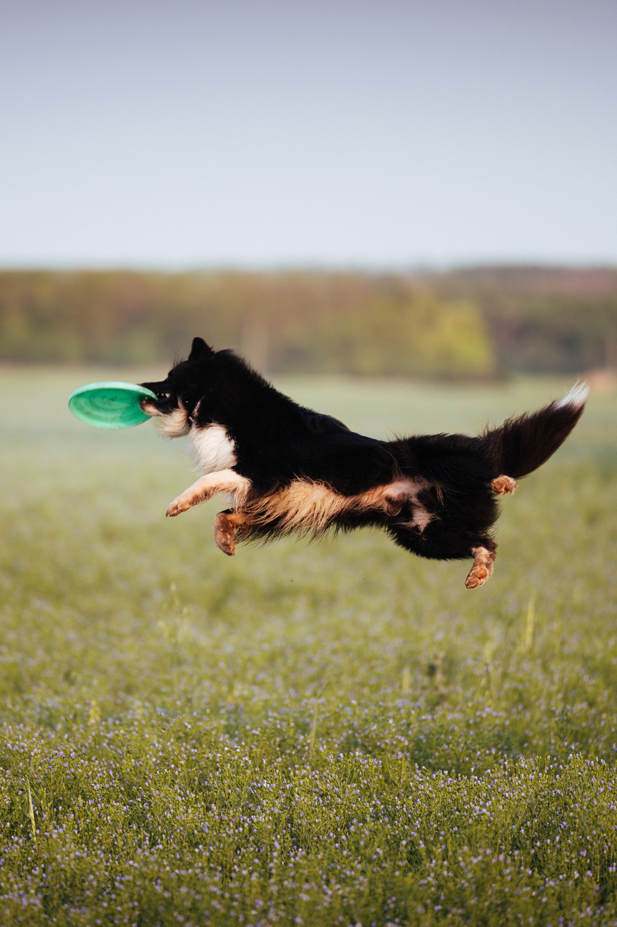 Прогулка на рассвете с бордер-колли. Фотограф в Ростове —на — Дону