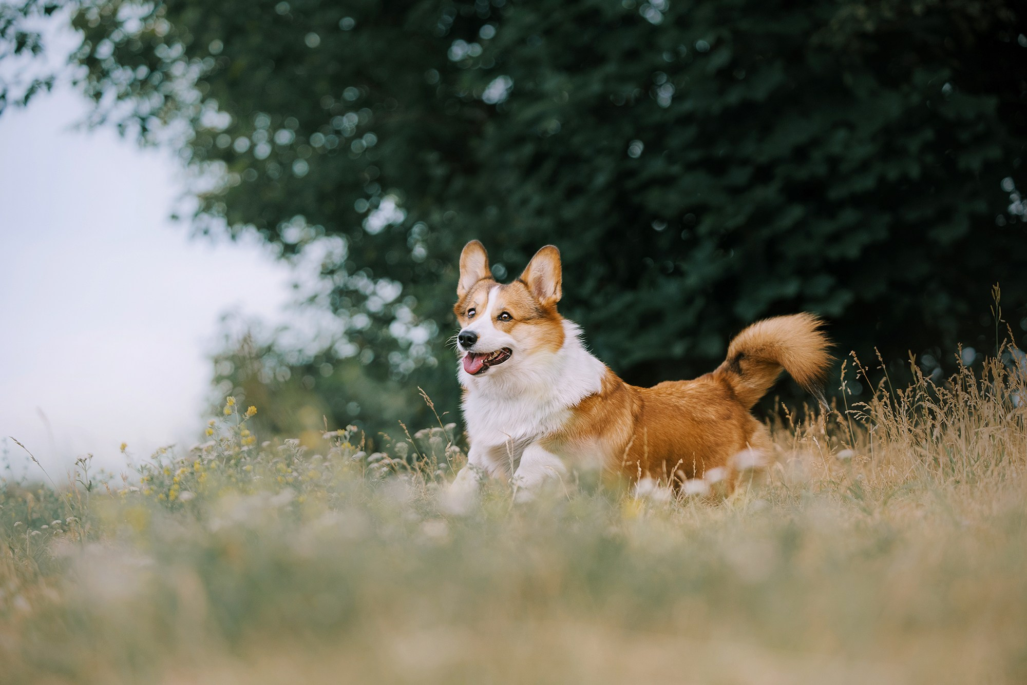 Питомец в кадре. Фотограф Анна Тюрина