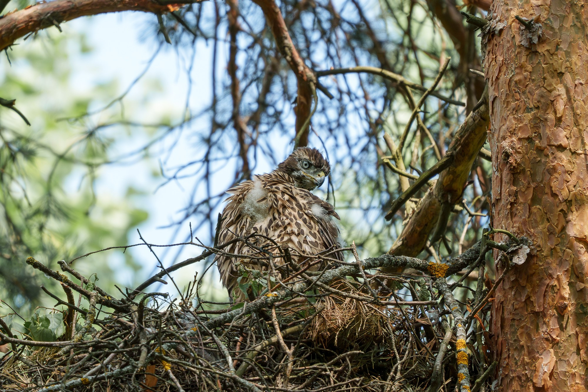 Удивительные мир птиц. Вокруг нас столько прекрасного — присмотритесь!. Ваш личный фотограф Марина Волкова