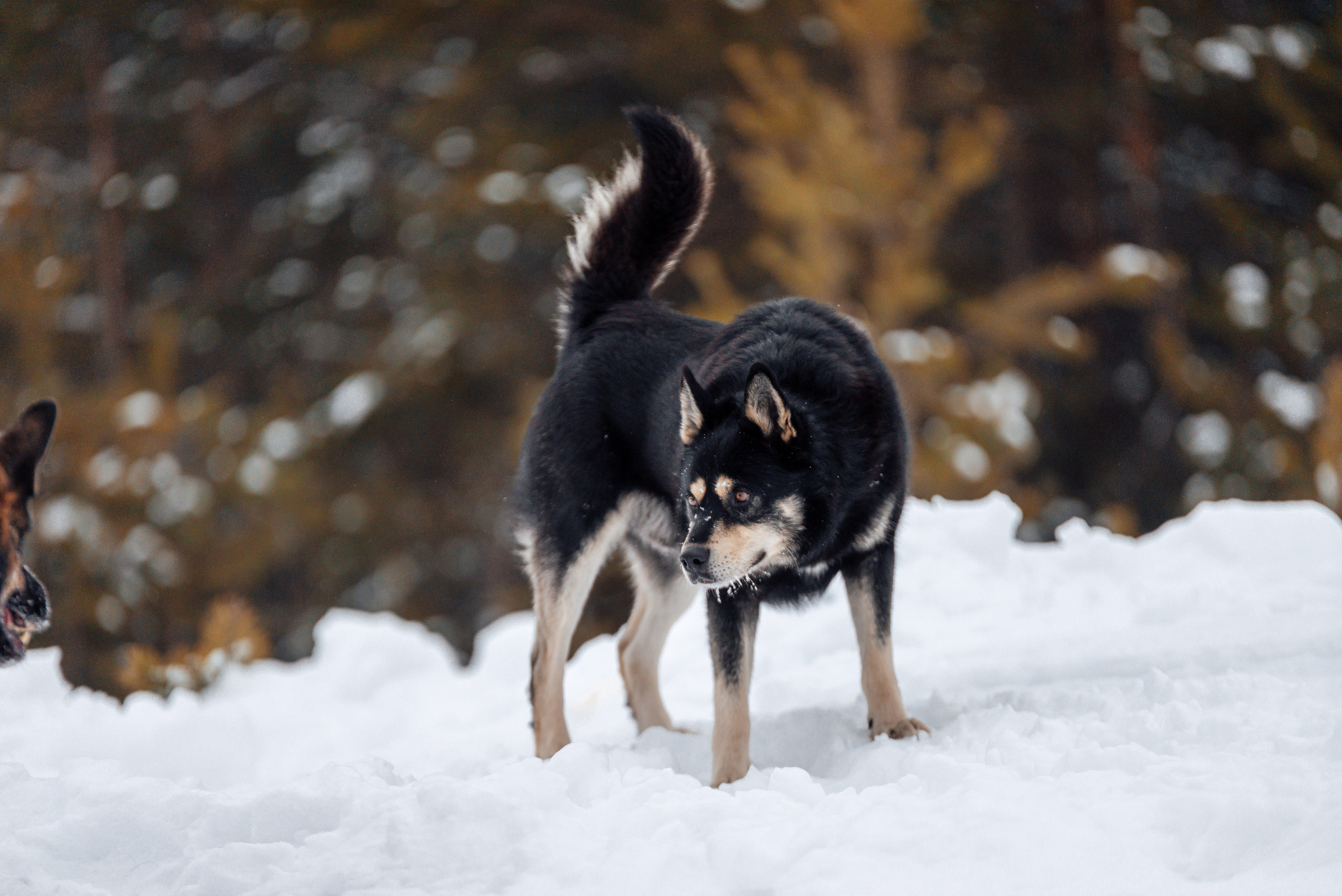 Светлана, Альфа и кошки ✨. Фотограф-анималист Анастасия Парфенова|Екатеринбург