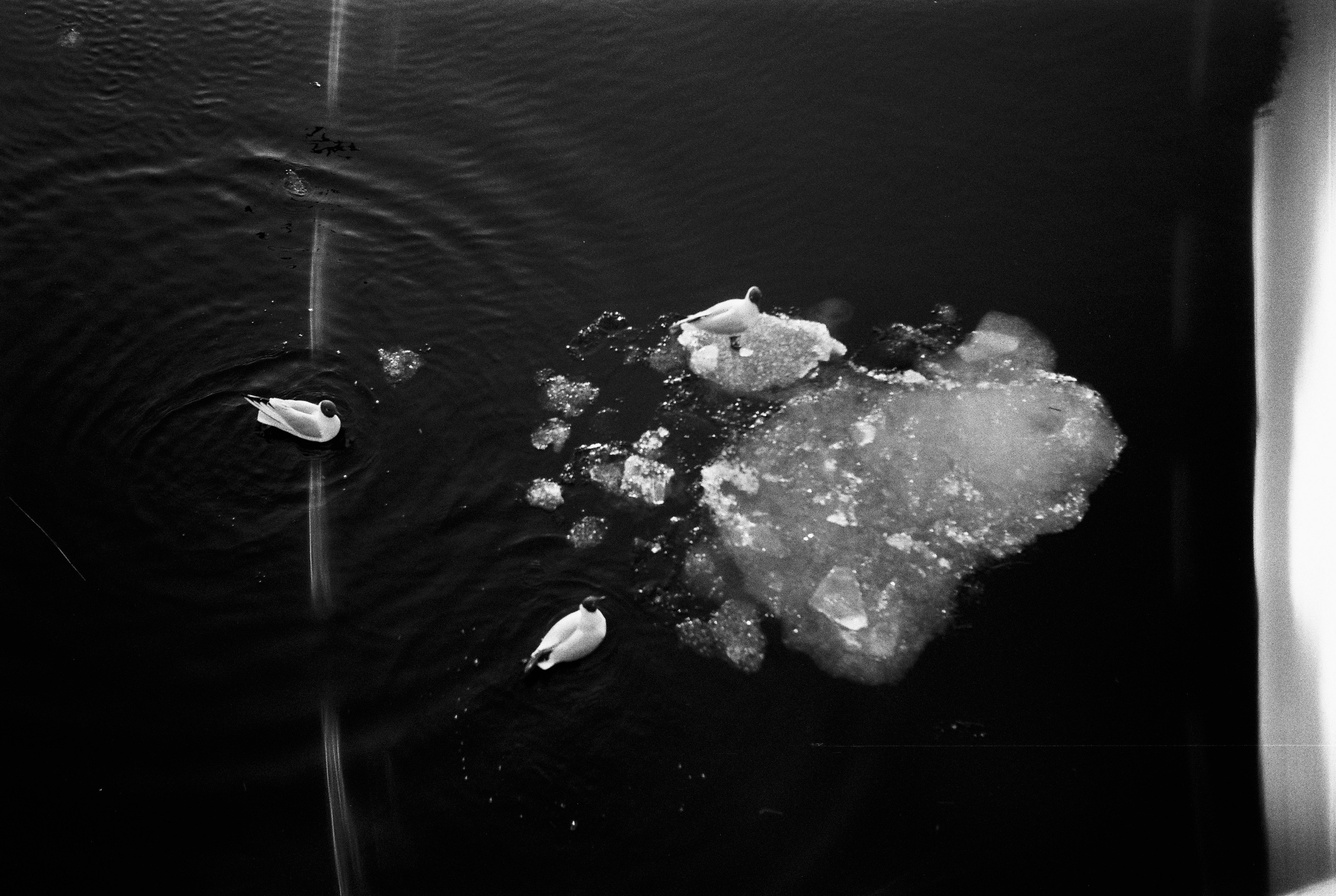 Фотографии черно-белые. Свадебный и семейный пленочный фотограф в Петербурге Истомина Ирина