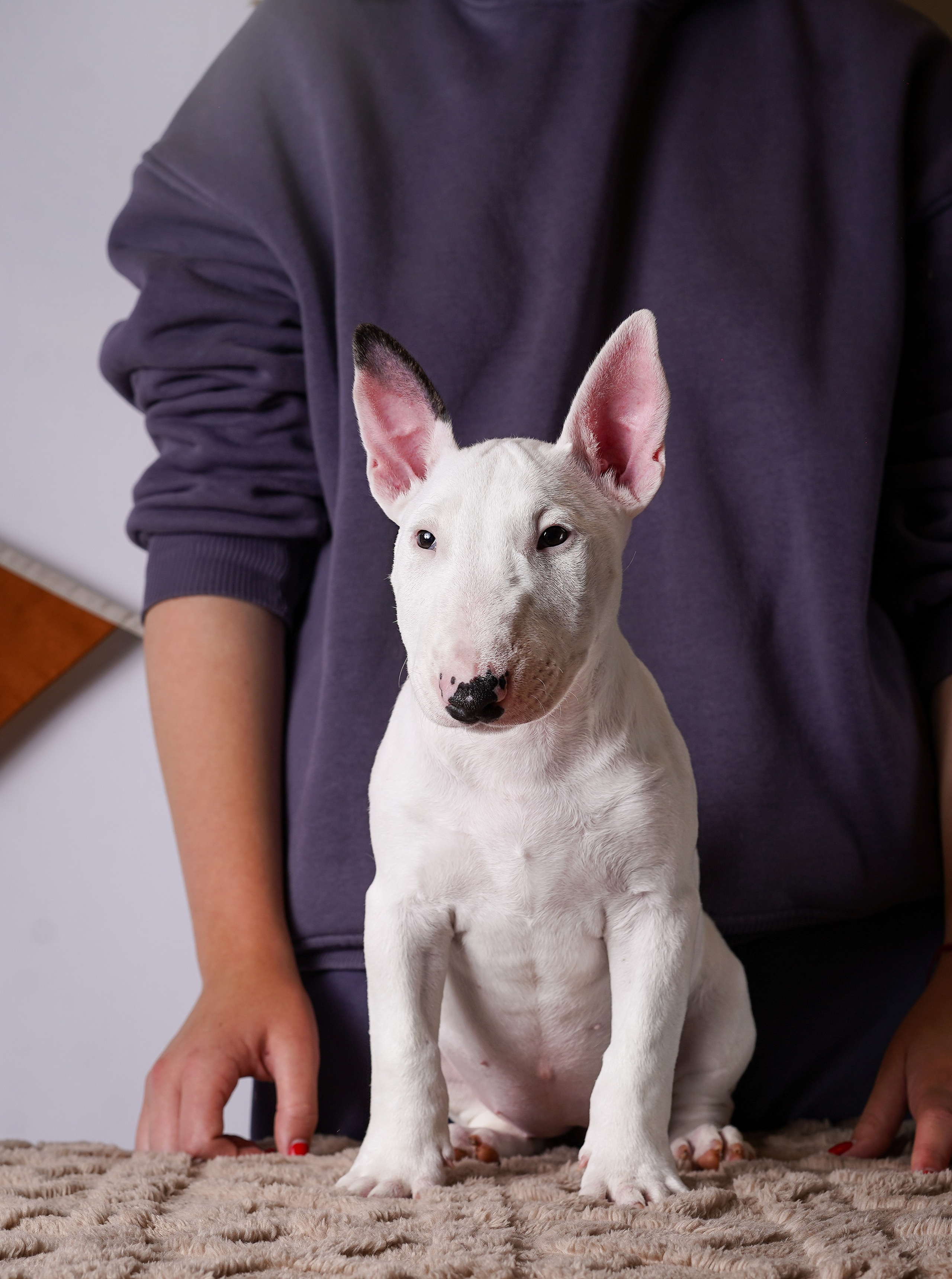 Щенки минибультерьера. Фотограф-анималист в Санкт-Петербурге Яна Мартынова