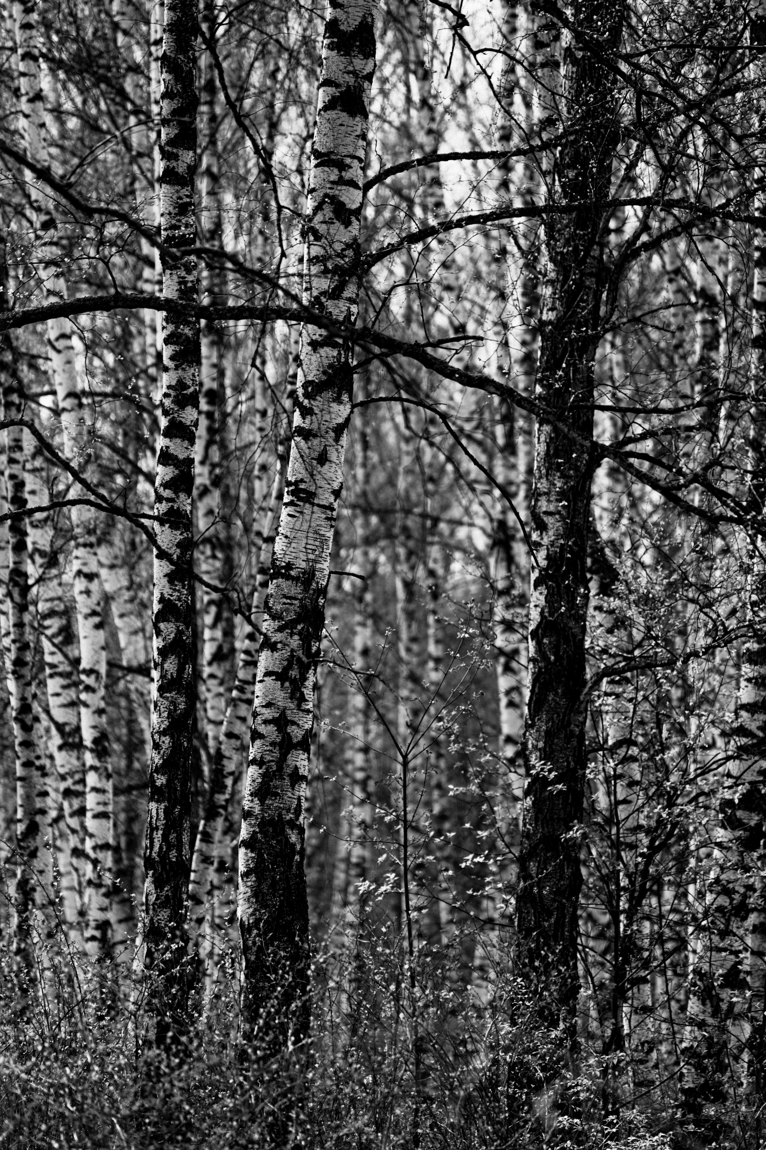 BAON x Кудыкина Гора. Фотограф Сурков Никита