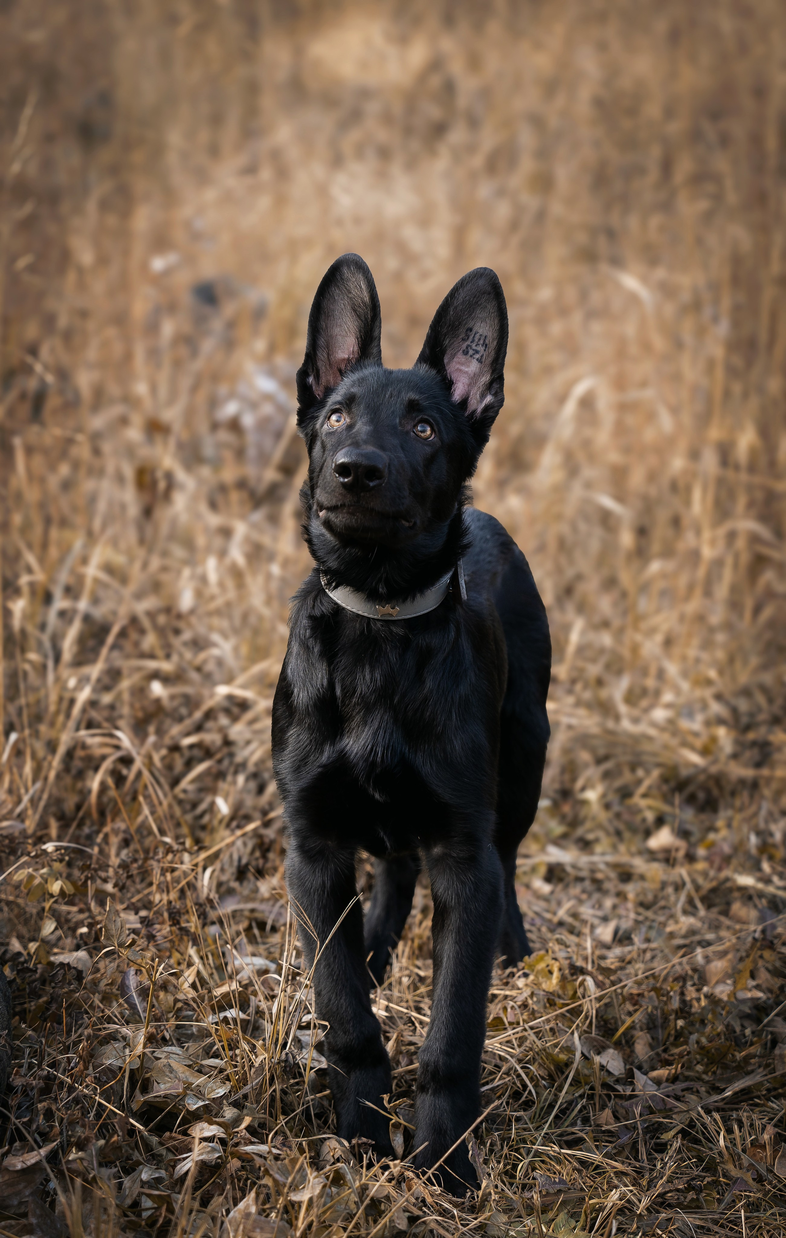 Щенки. Семейный фотограф анималист г. Находка