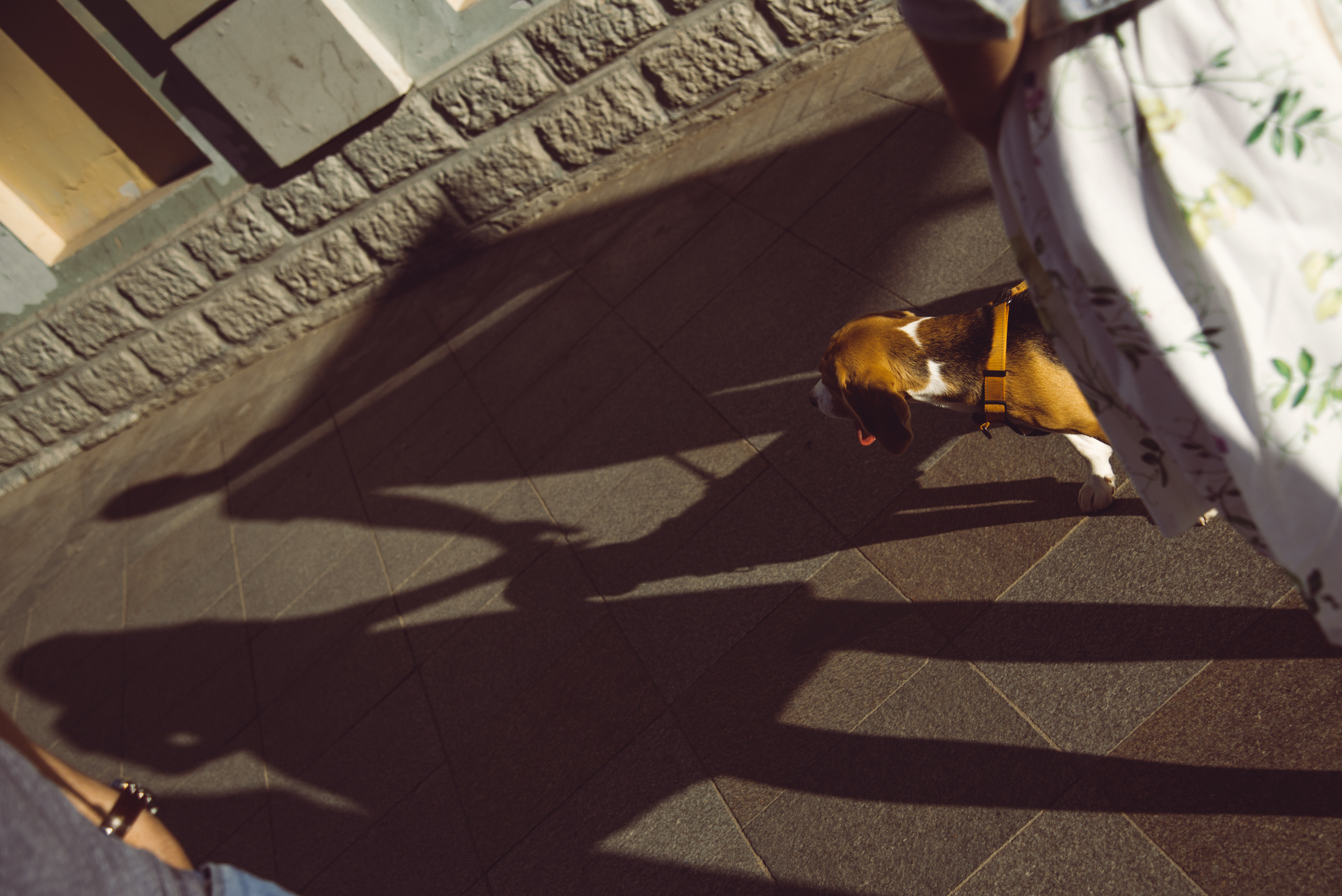 Фотосессия с собакой. Фотограф Москва