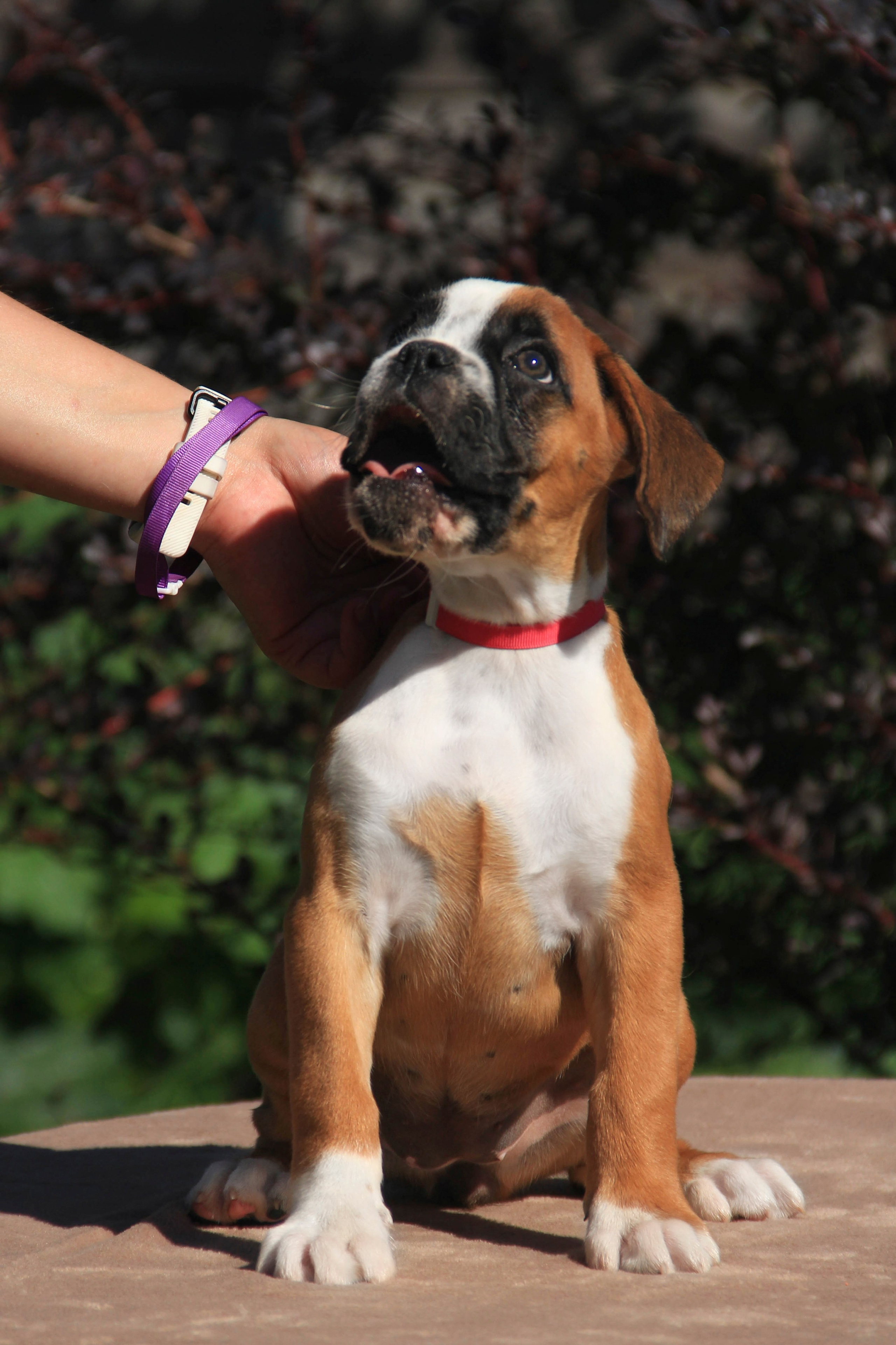 Щенки. Фотограф — анималист в Москве и области Ольга Петракова