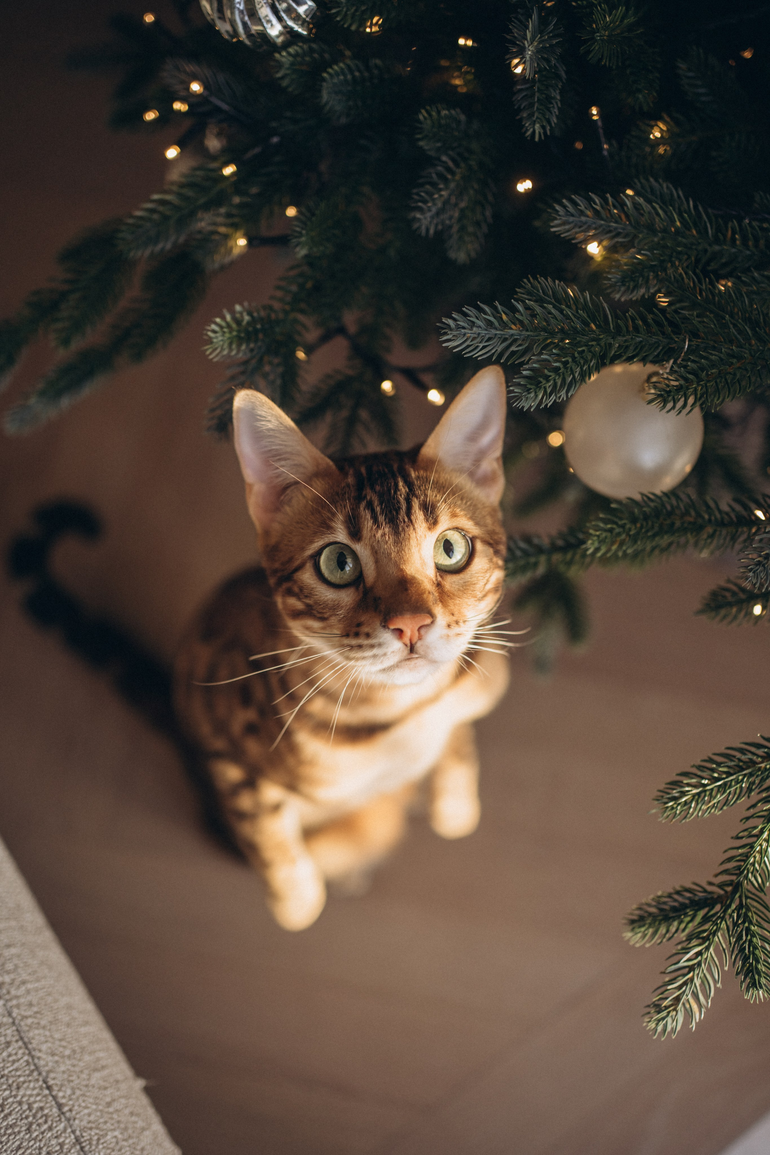 Новый год дома. Семейный фотограф, фотосессия беременности в Новосибирске Кристина Киб