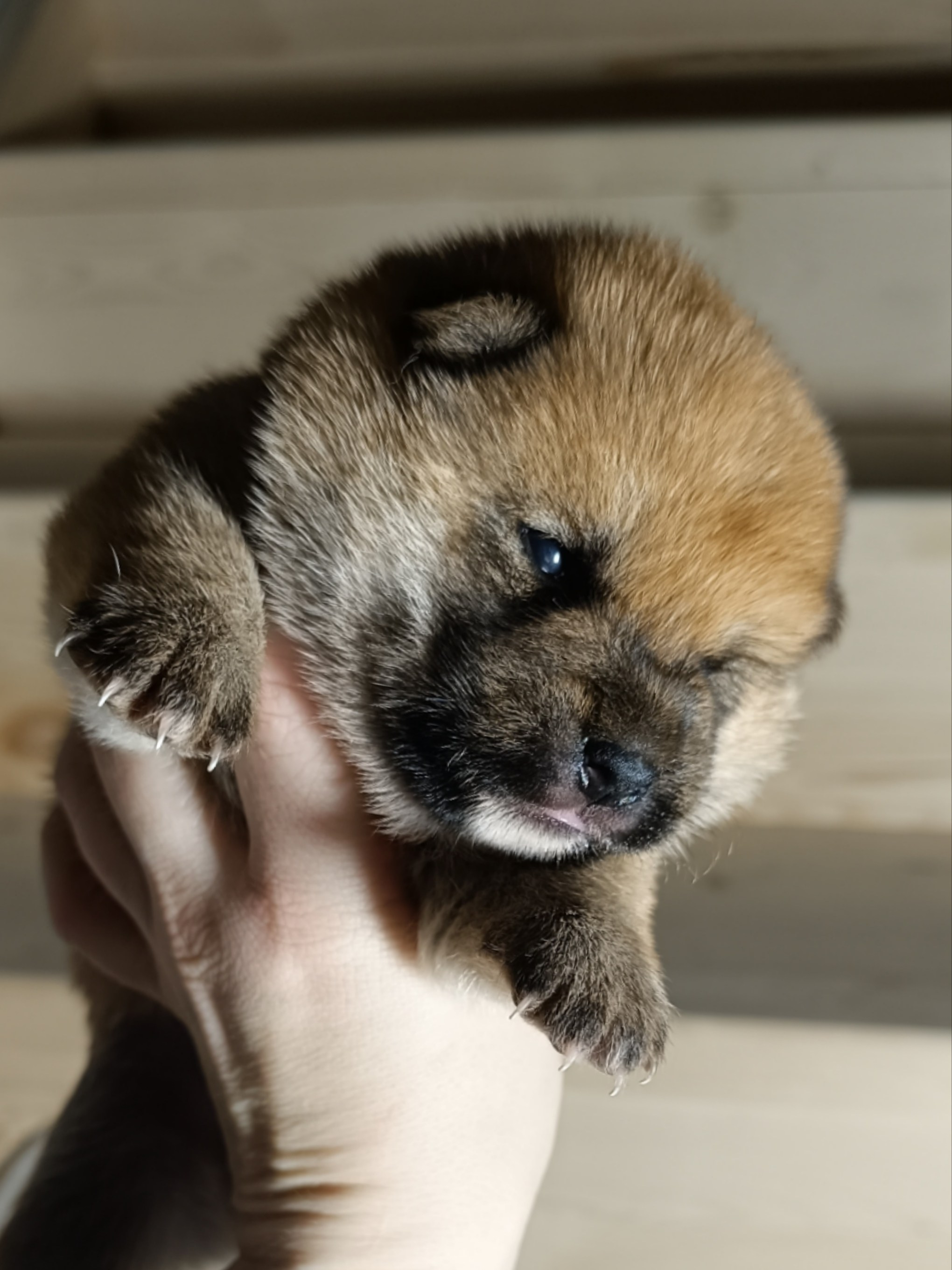 Сиба Rubylight Everest питомник Рубилайт 