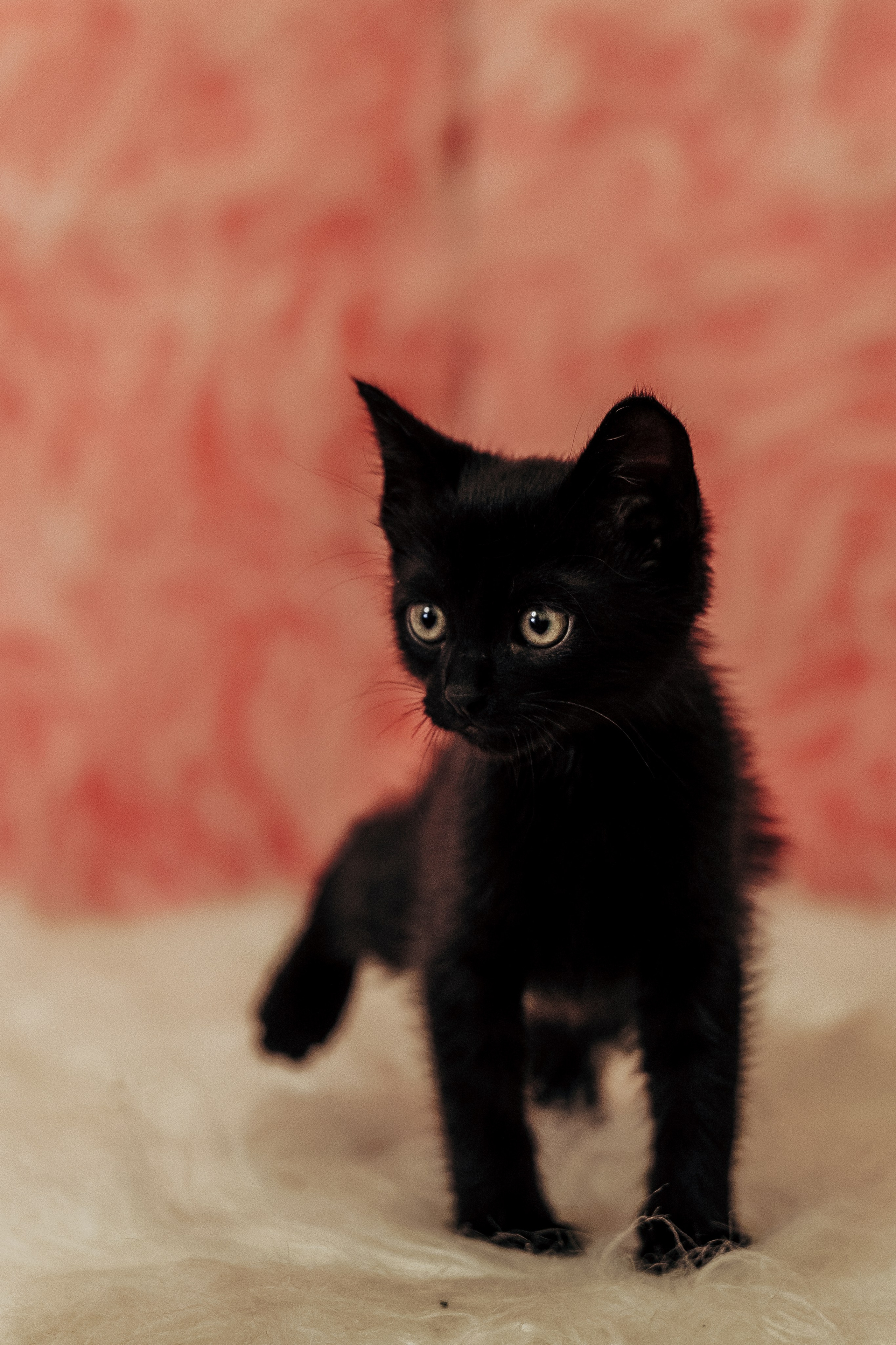 Репортажная фотосессия «День питомца-донора». Профессиональный фотограф в Санкт-Петербурге Александр Волосенцев