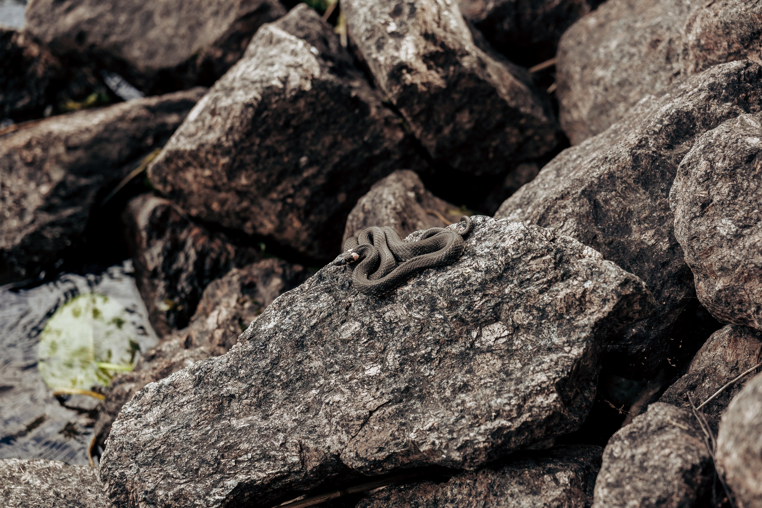Фотосессия в лесу. Профессиональный фотограф в Санкт-Петербурге Александр Волосенцев