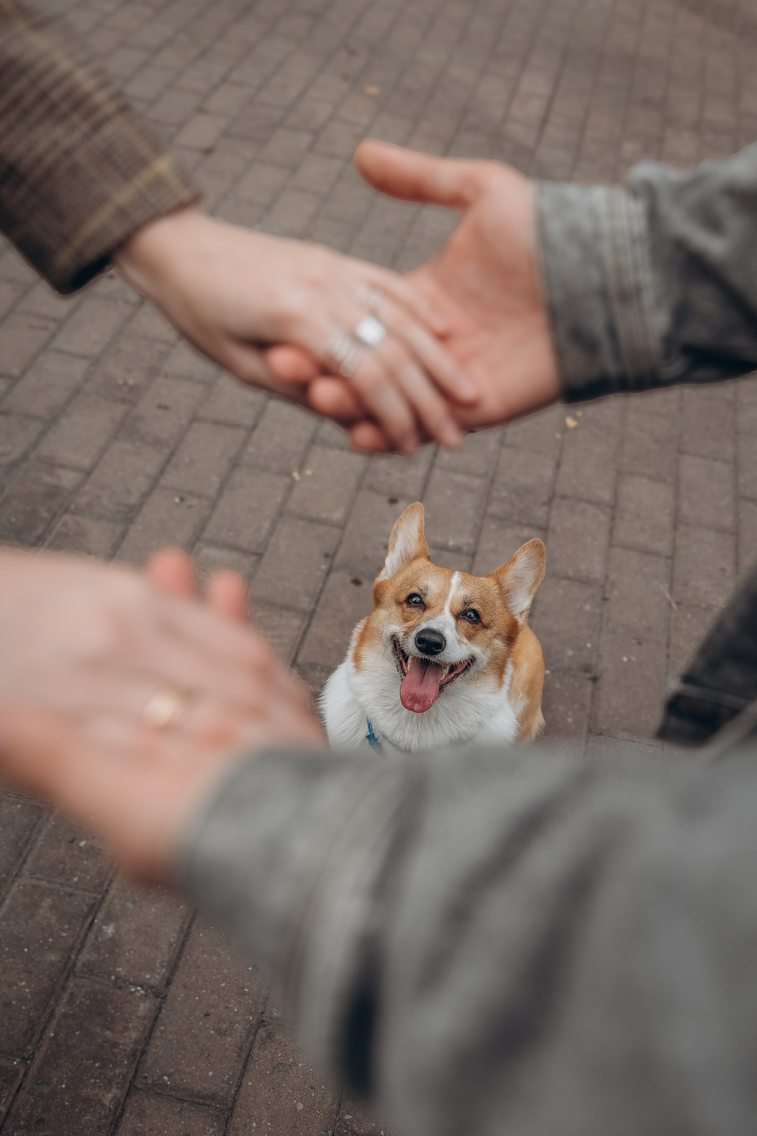 «Королевский Корги» 2. Фотограф Алина Ионычева в Новосибирске