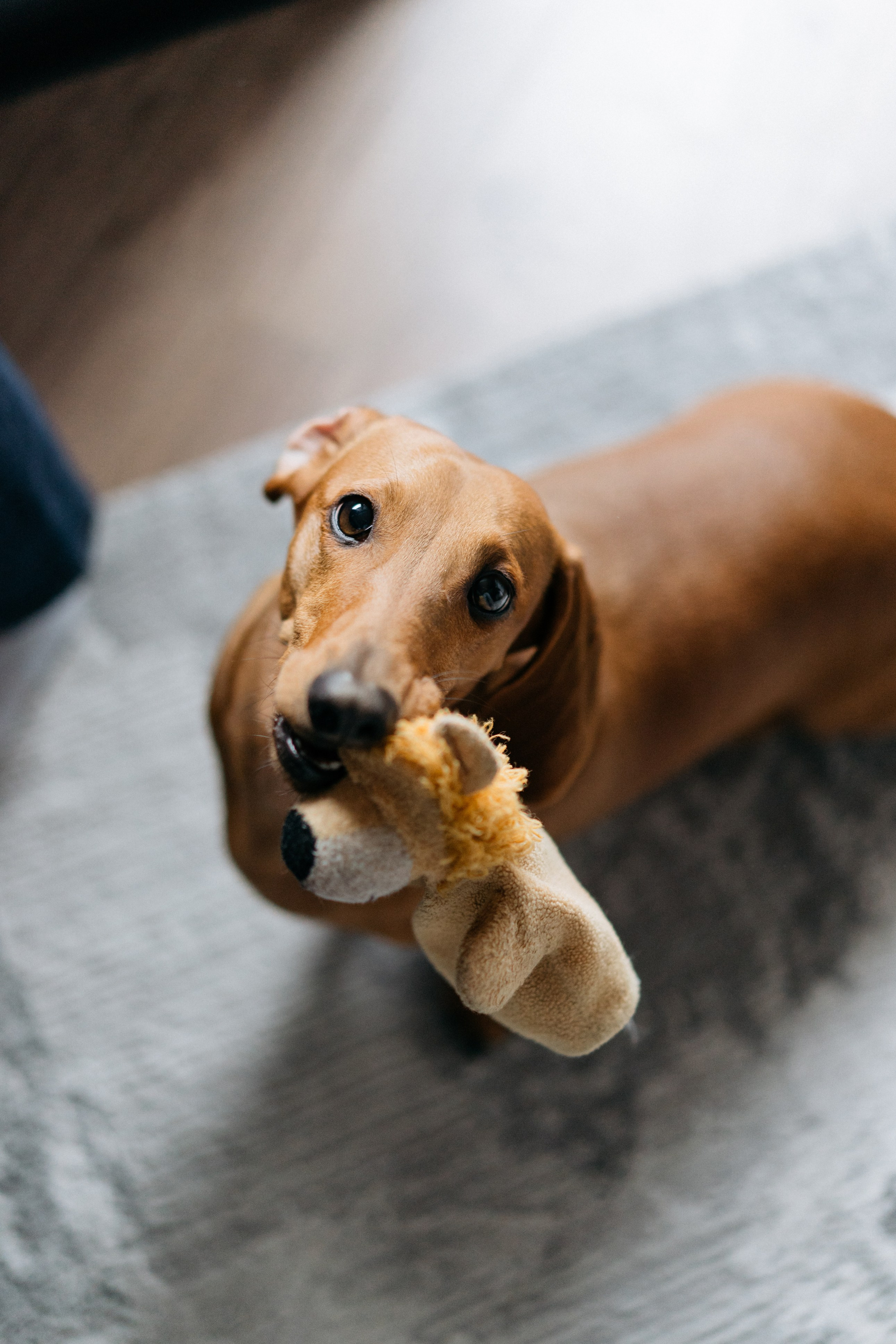 Двойняшки. Свадебный и семейный фотограф в Калининграде Анастасия Гриценко