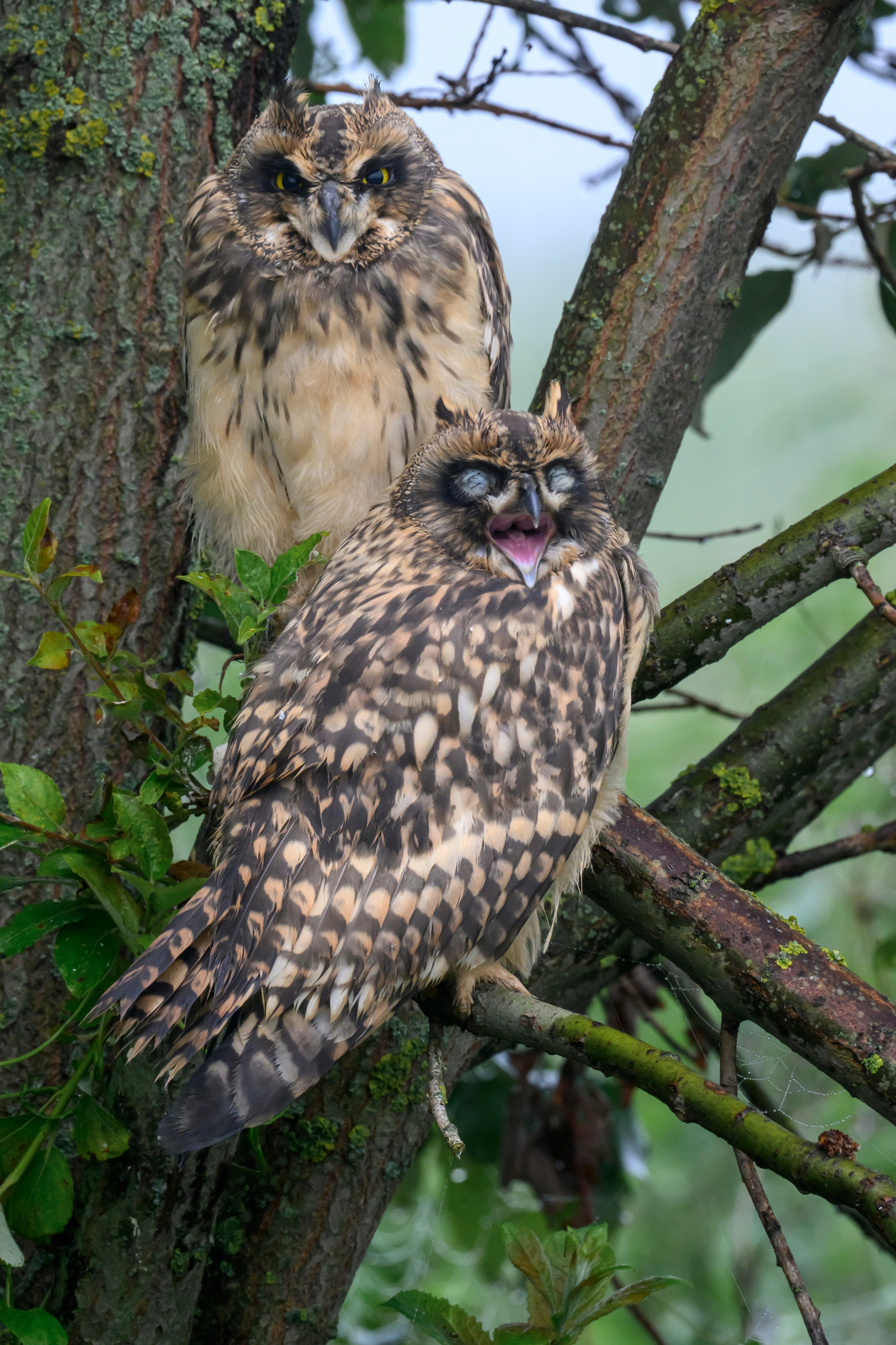 Short eared owl. Wildlife photography by Sergey Puponin