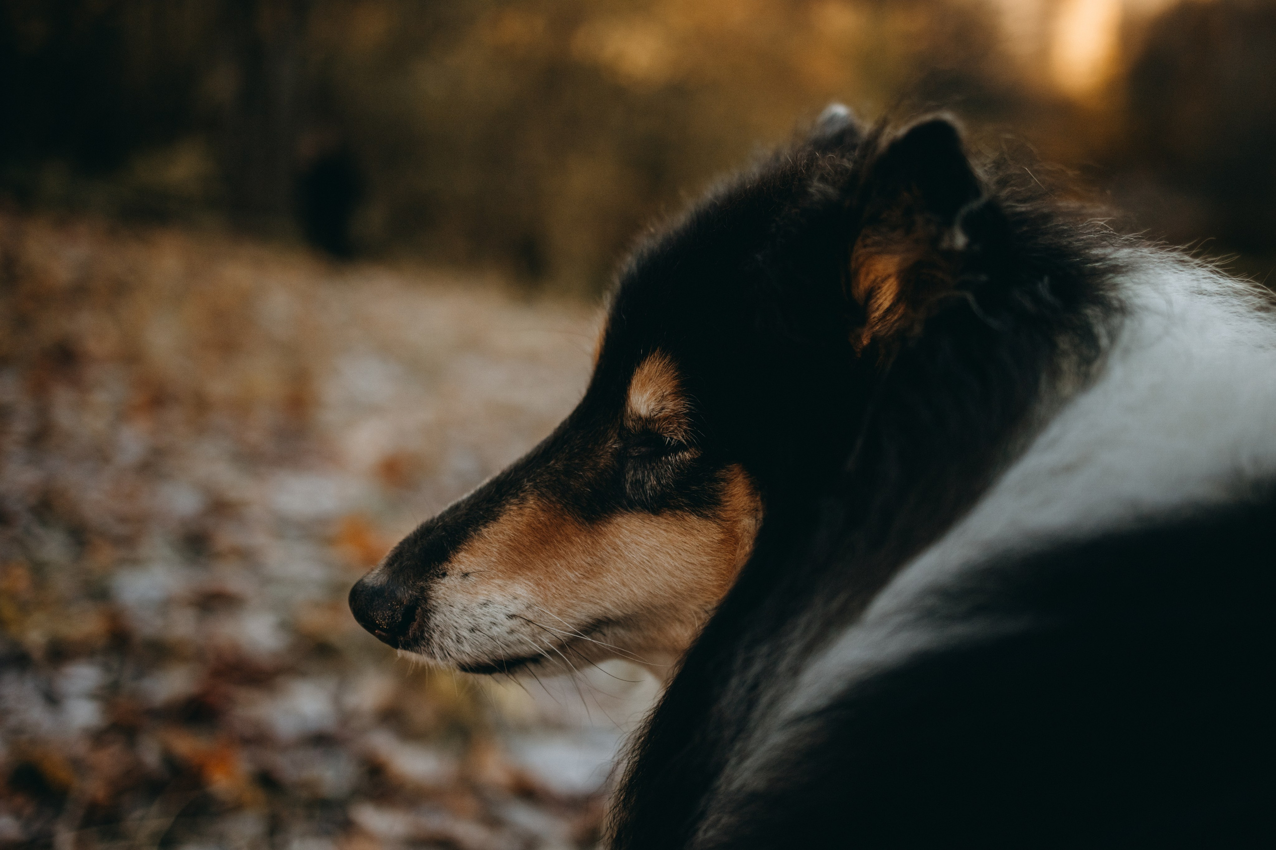 Ия и Барт. Фотограф — Анималист | Санкт-Петербург