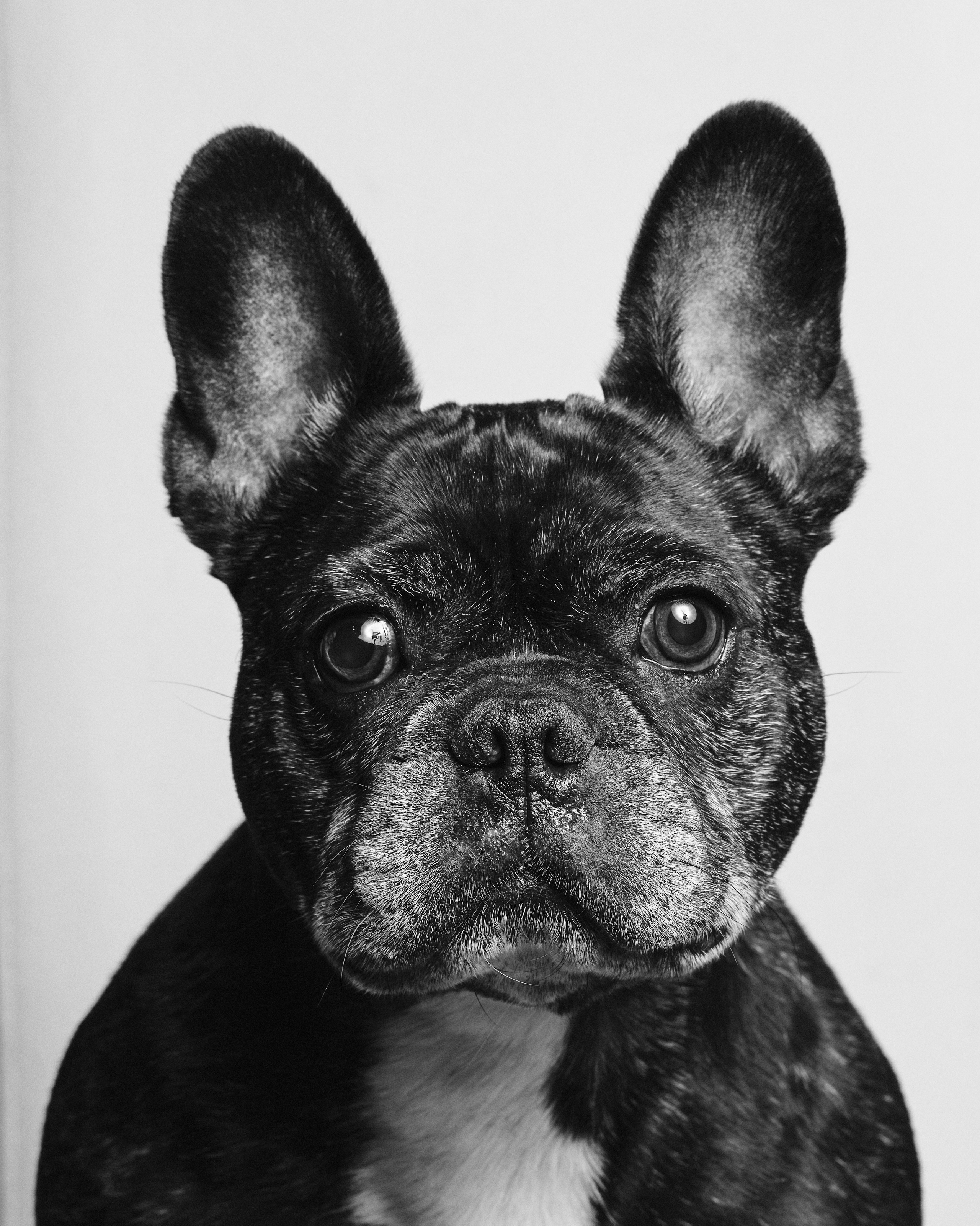 Портреты животных. Photographer Michael Stenin