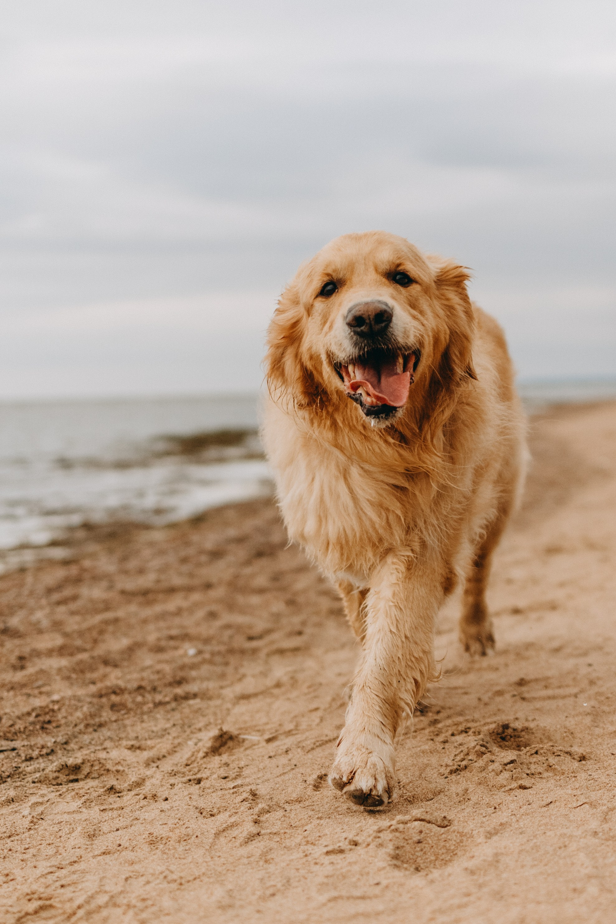 Фоси и его семьи. Фотограф — Анималист | Санкт-Петербург