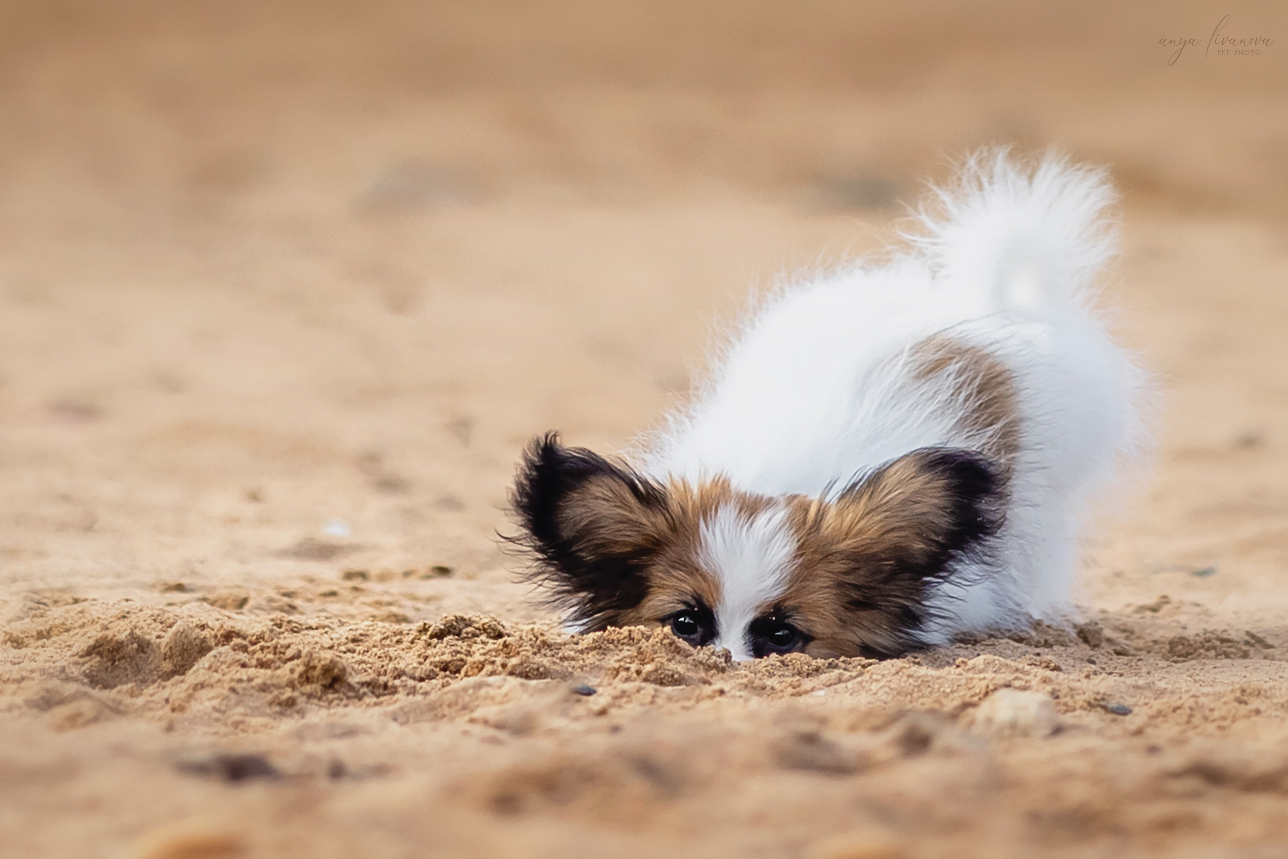 Хьюстон. Фотограф анималист Аня Ливанова | Рыбинск