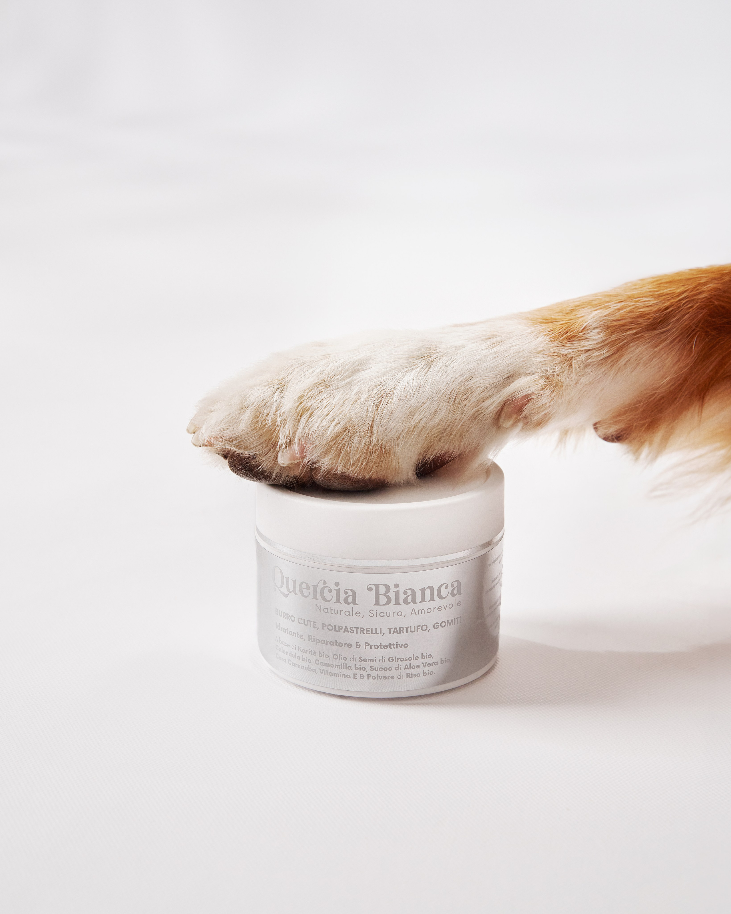 Advertising shooting with animals. Pets in advertising. Dog photographer Averianova Anna — Art photography of dogs