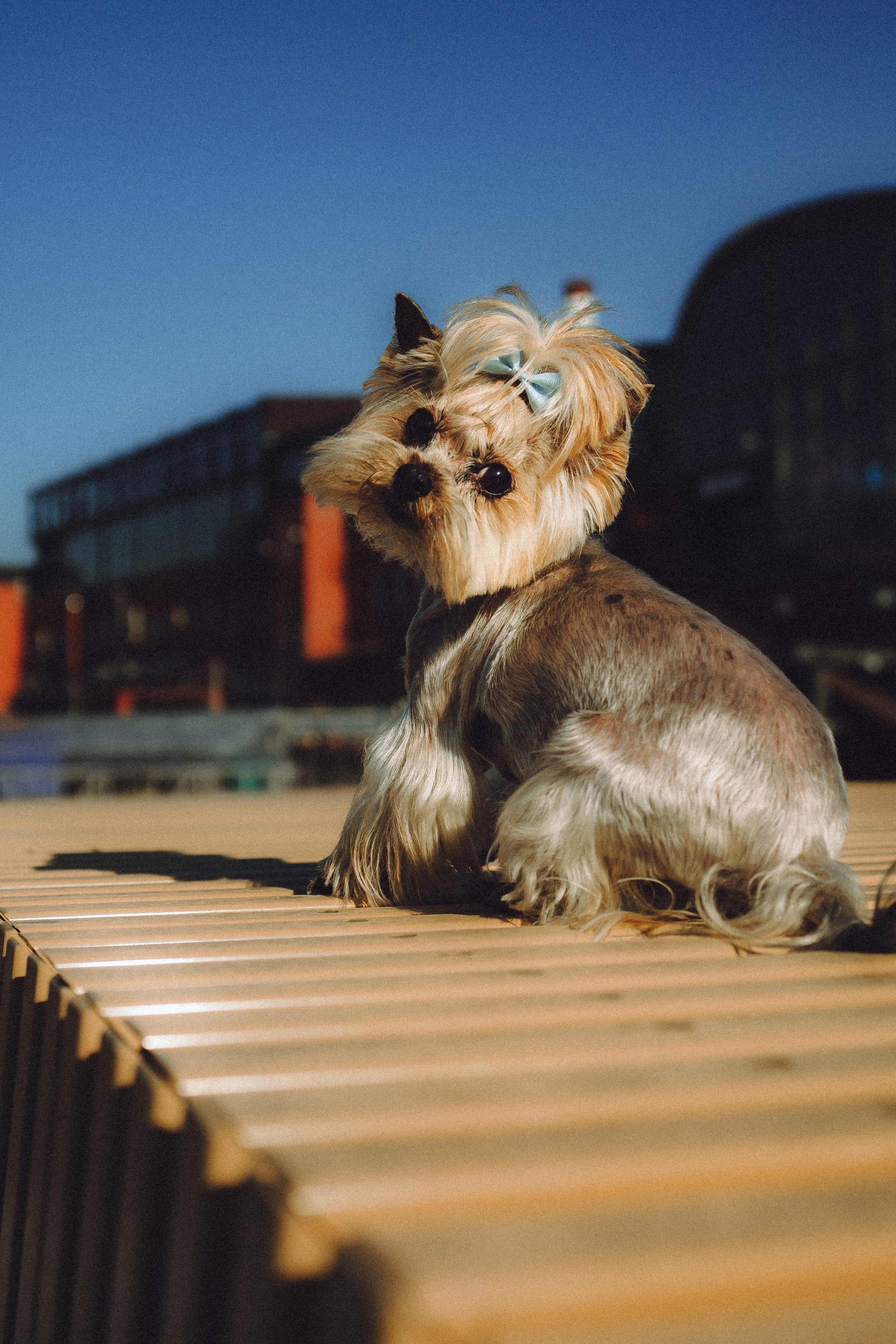 Дженни, Оливия и их семья