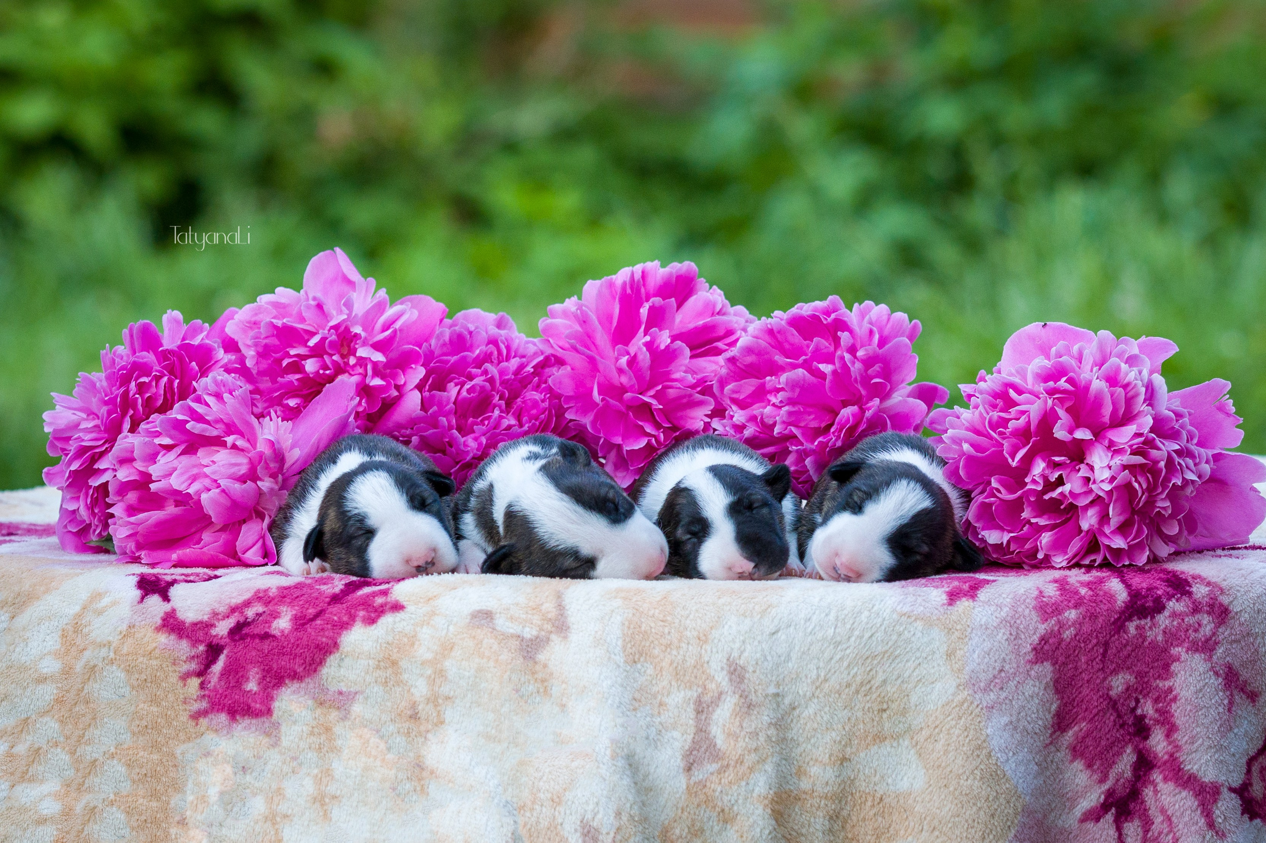 Стандартный бультерьер. Фотограф — анималист Татьяна Ли