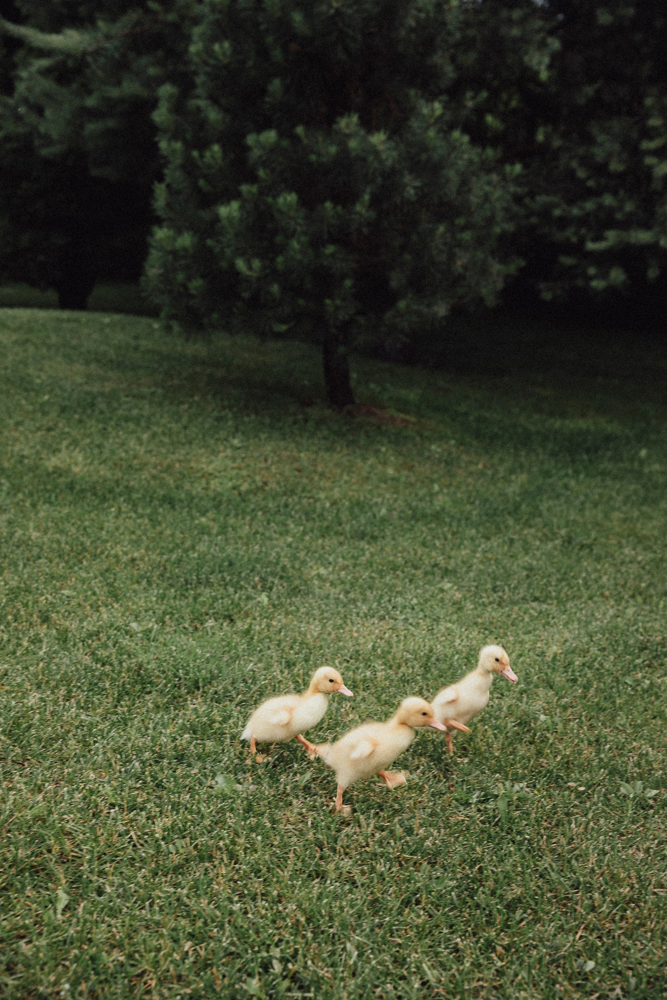 Брат и Сестра. Фотограф в Москве Шаганова Нина