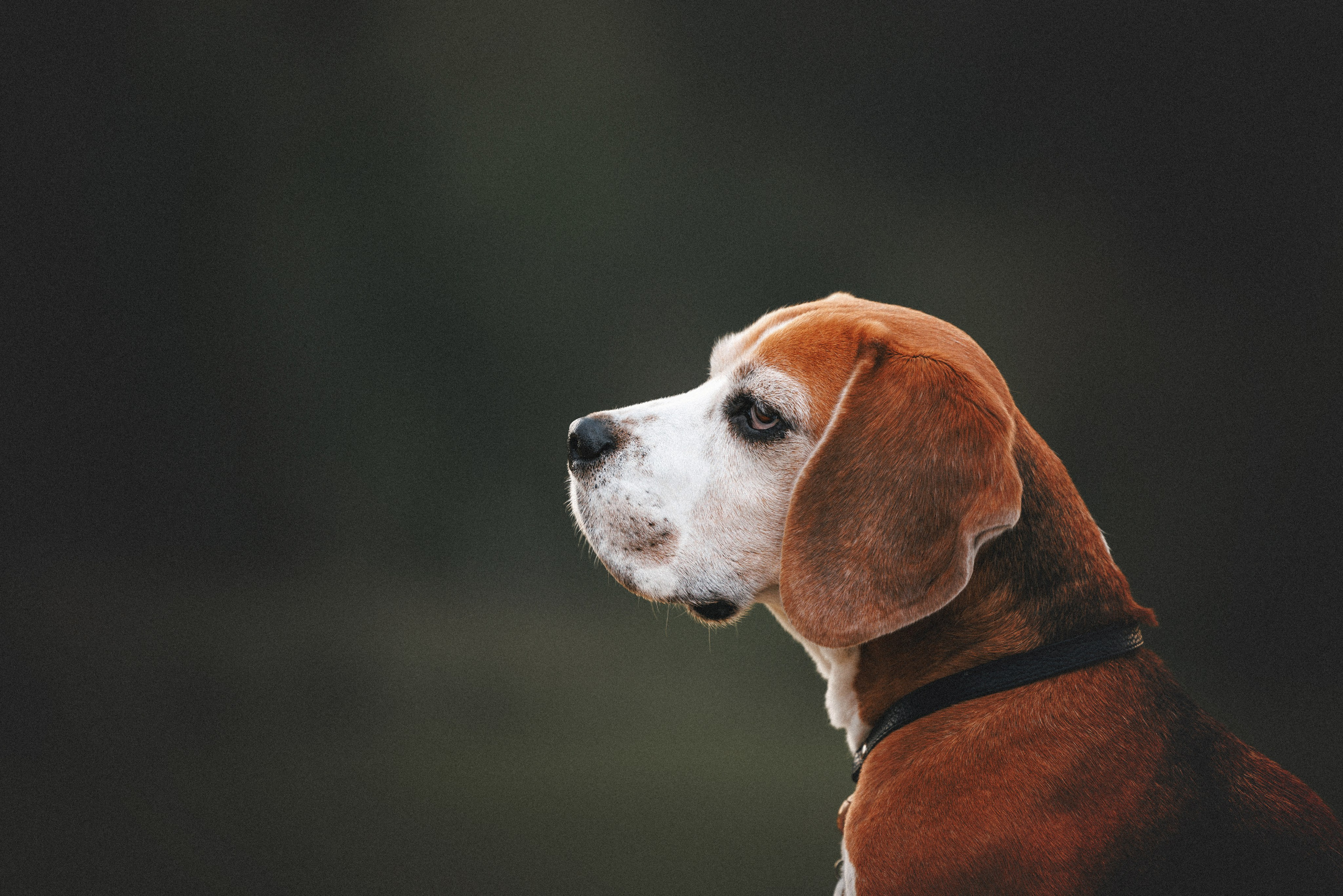 Юля и Зайфер. Фотограф анималист Осипчикова Мария