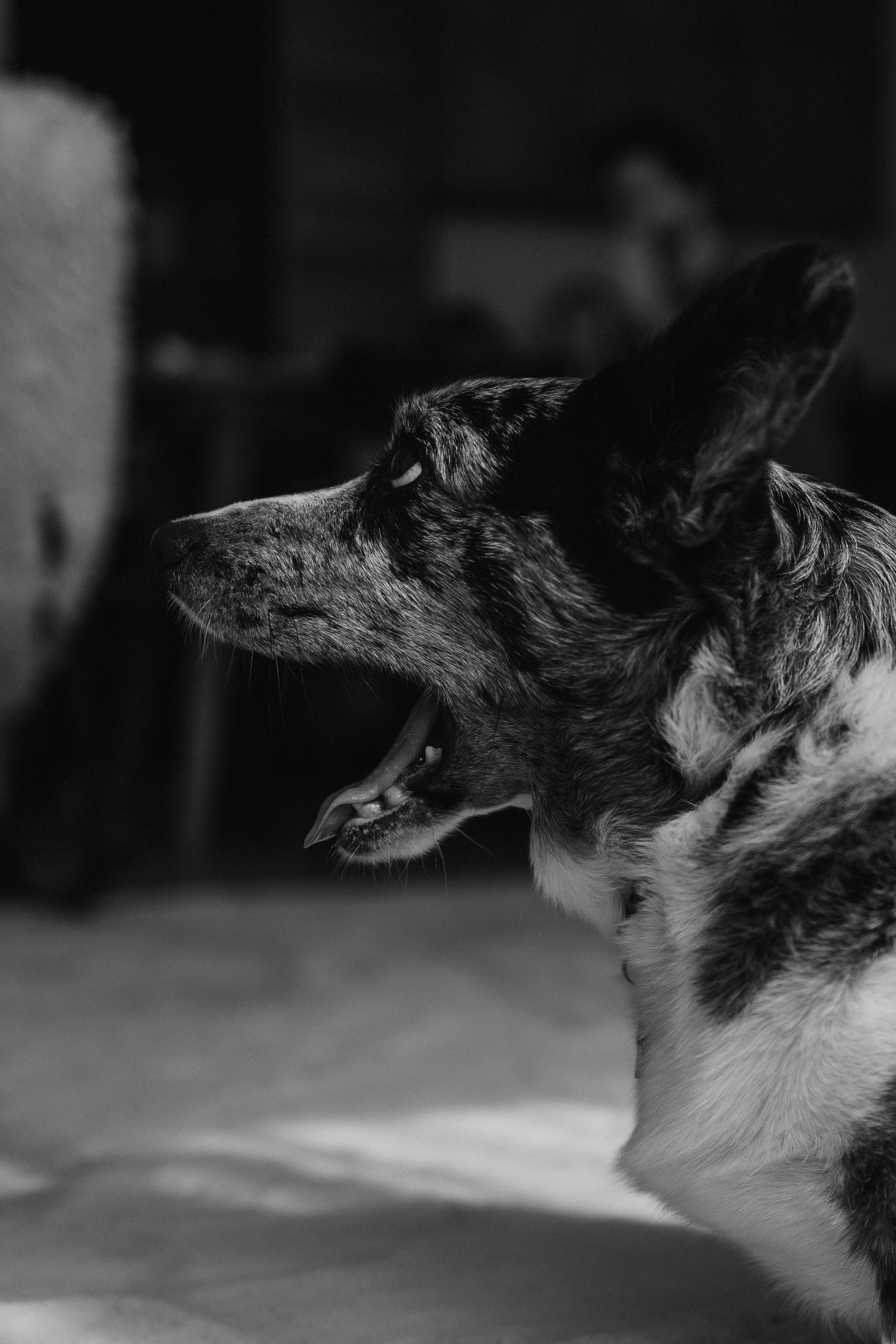 Бэлла, Деми и Луна. Фотораф — анималист Мария Шистка