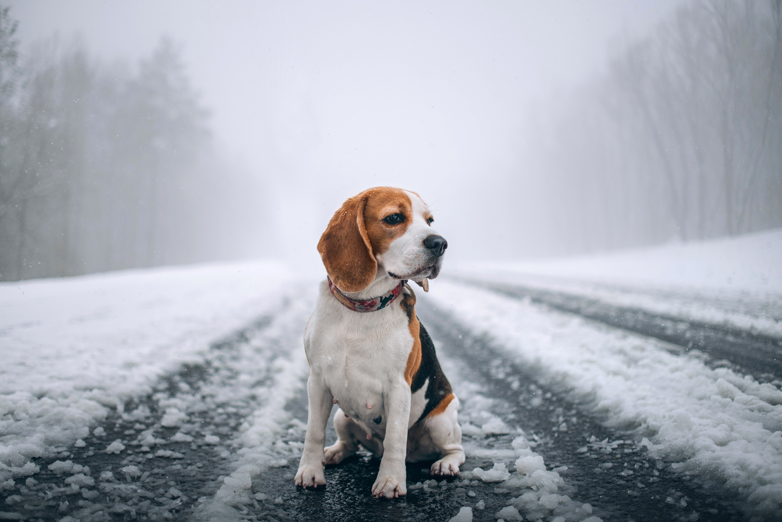 Прогулка с собаками: бигли и Лена. Портфолио