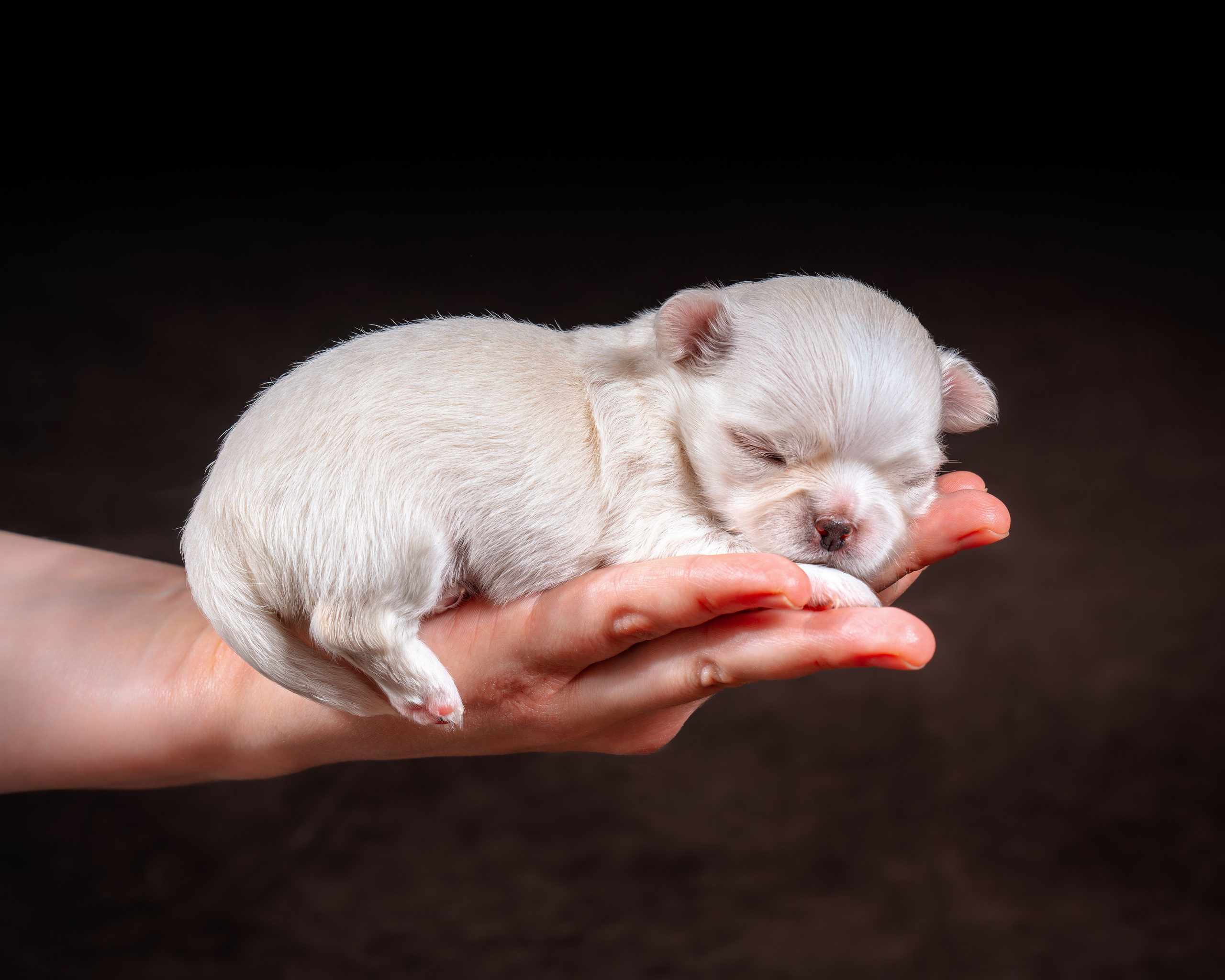 ФОТОПАМЯТЬ ВАШИХ ЭМОЦИЙ. Фотограф-анималист, семейный фотограф в Москве и Подмосковье. Фотосъёмка кинологических дисциплин