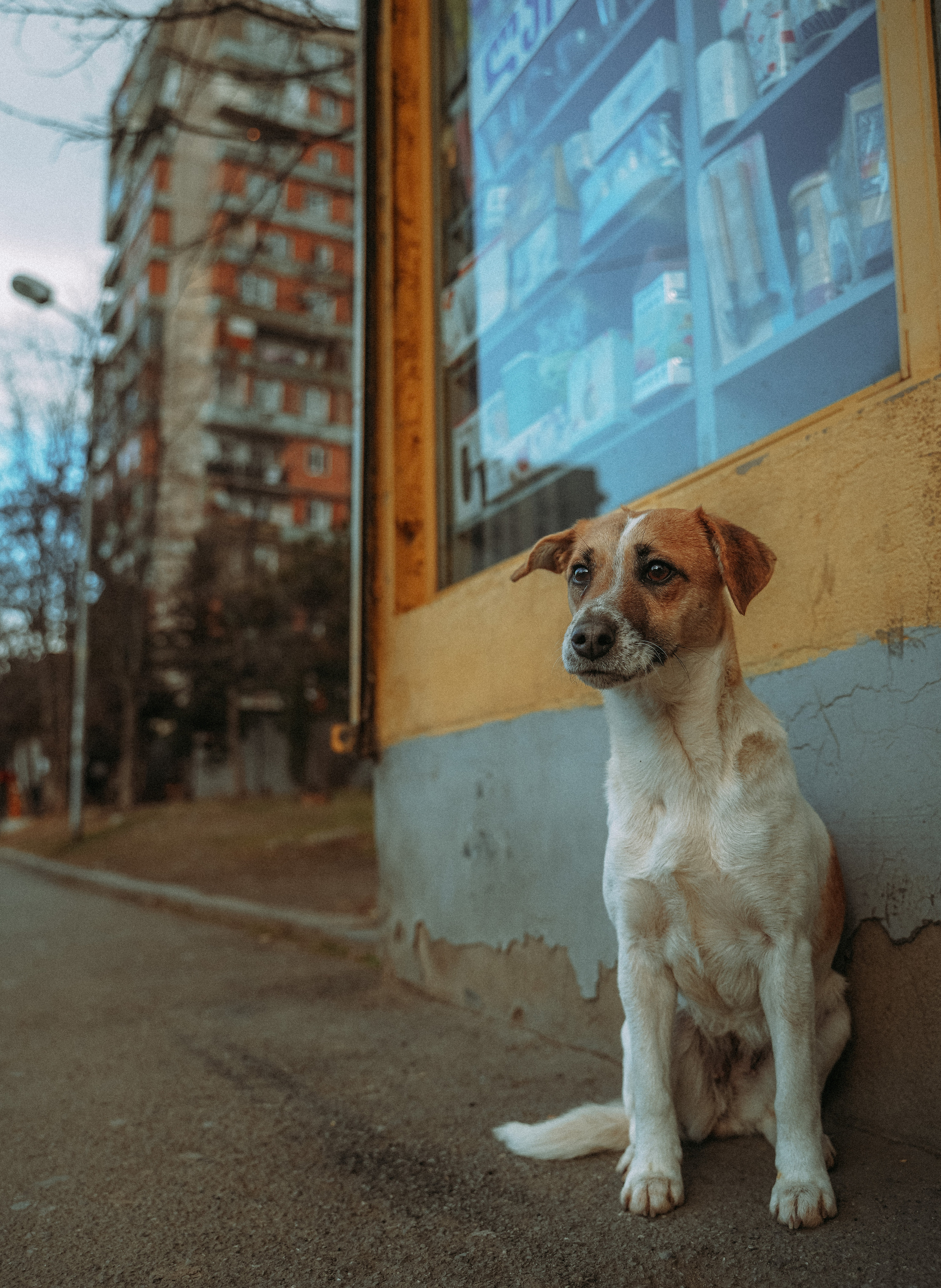 ТБИЛИСИ 2023-2024. Стрит-фотография, полная абсурда, идиотизма и красоты