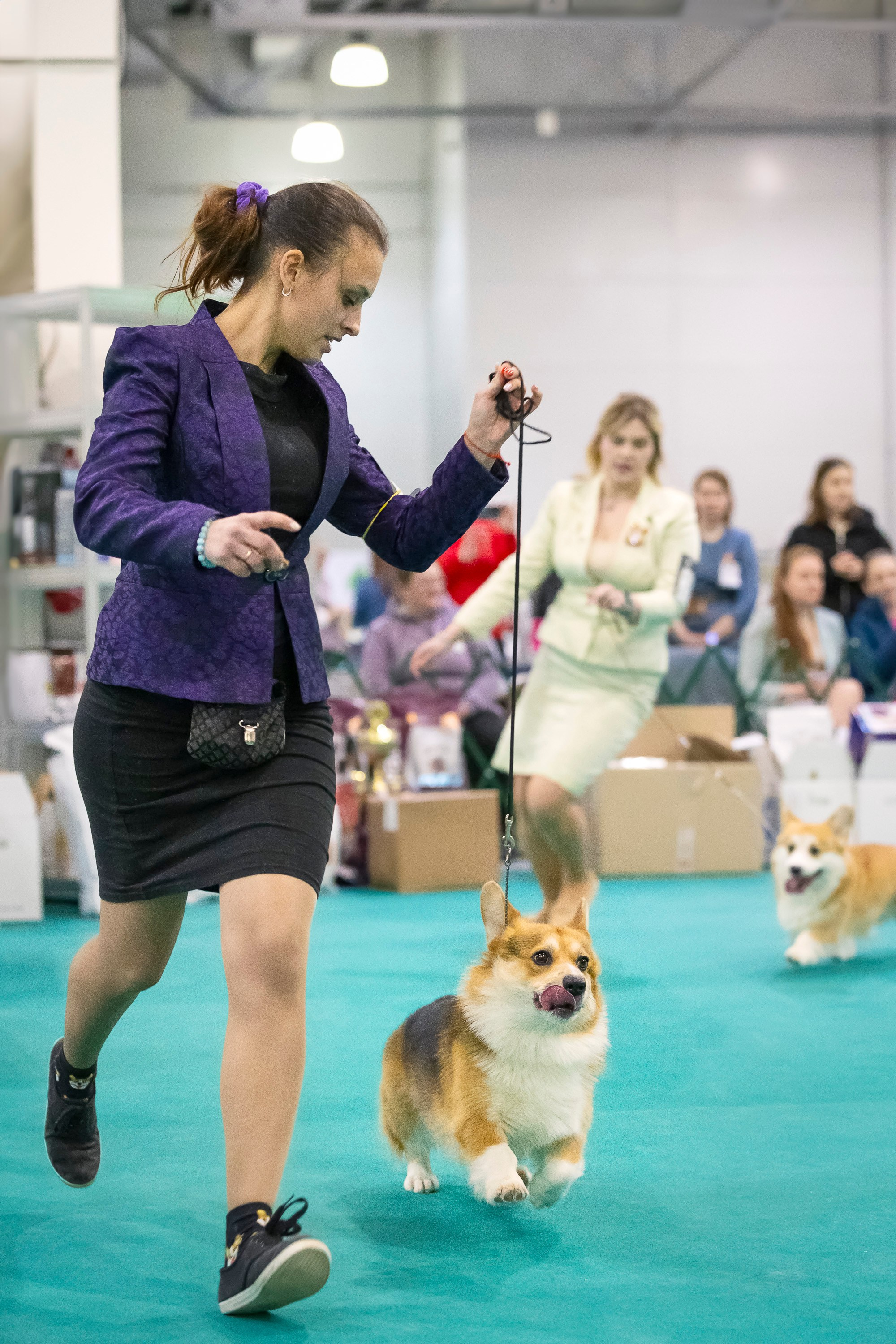 Крокус 10.02. Фотограф анималист, семейный фотограф, фотограф собак Комратова Мария. г. Москва