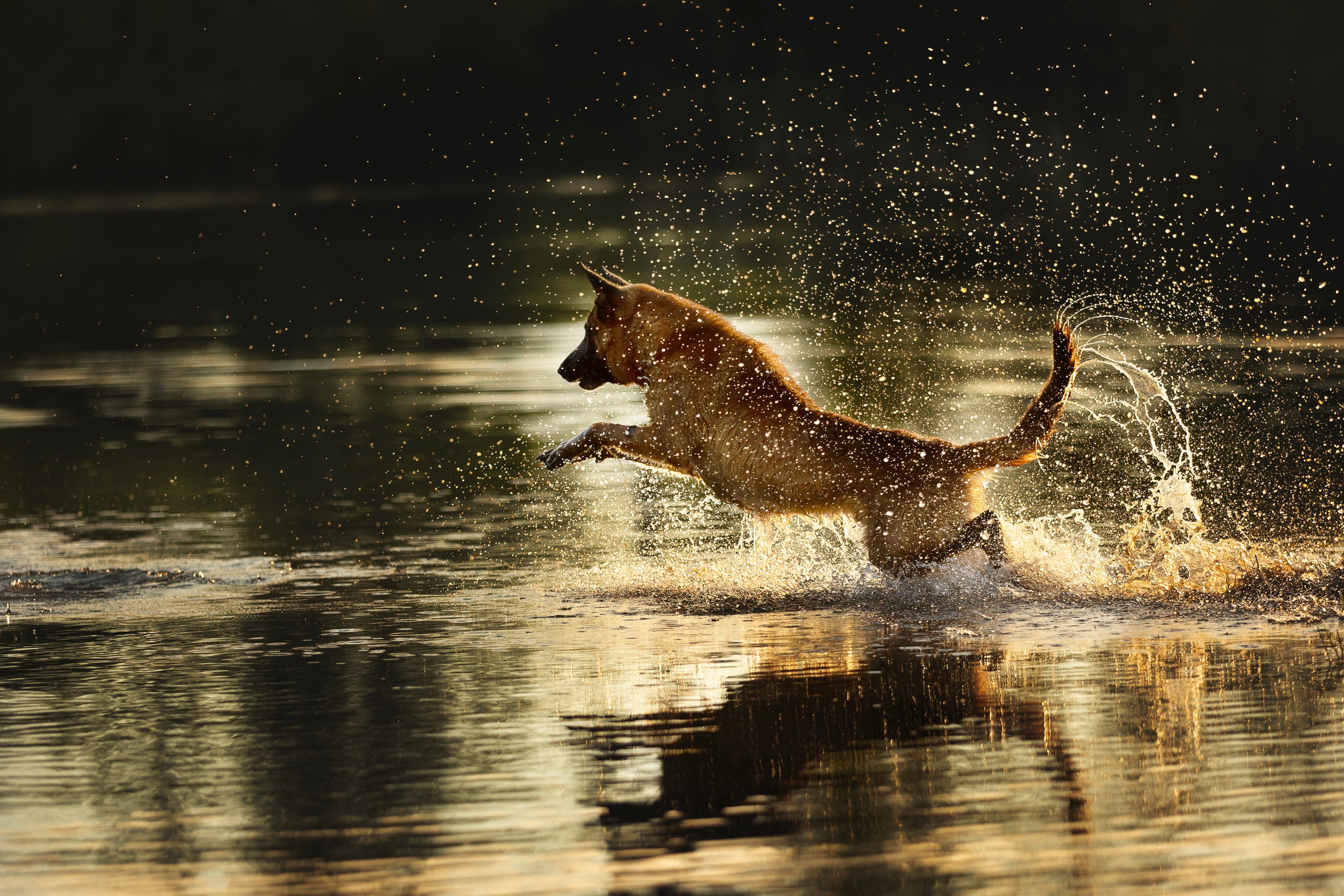 Рассвет с Прохором и Корицей. Фотограф анималист, семейный фотограф, фотограф собак Комратова Мария. г. Москва