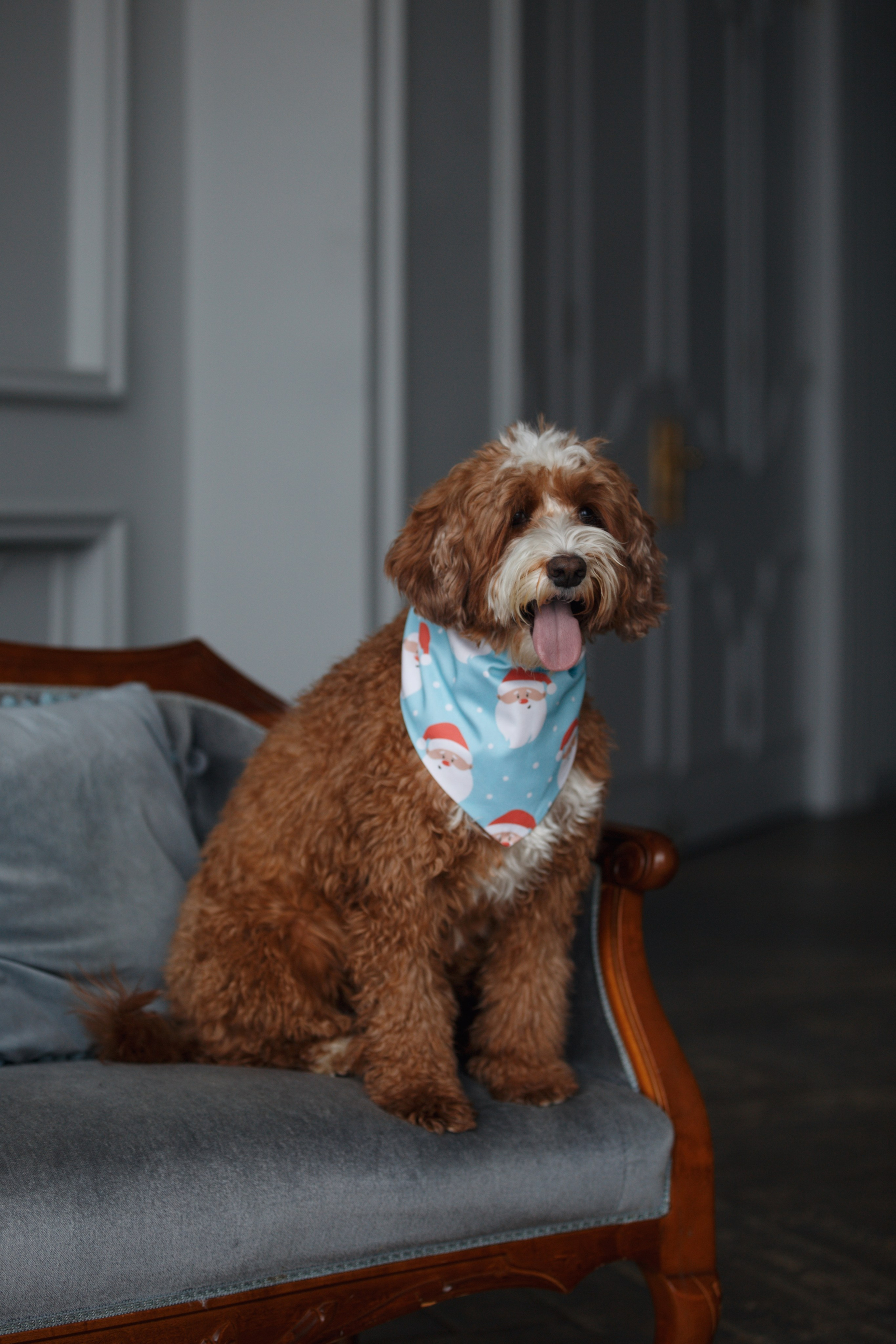 Bmbh лежанки и адресники. Фотограф анималист Кристина Карпова, Москва