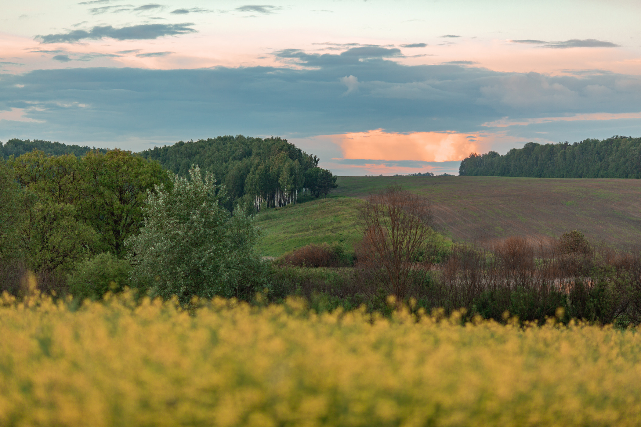 Рапсовые поля ИЮНЬ. Семейный и детский фотограф |Брянск| Анастасия Перепелкина