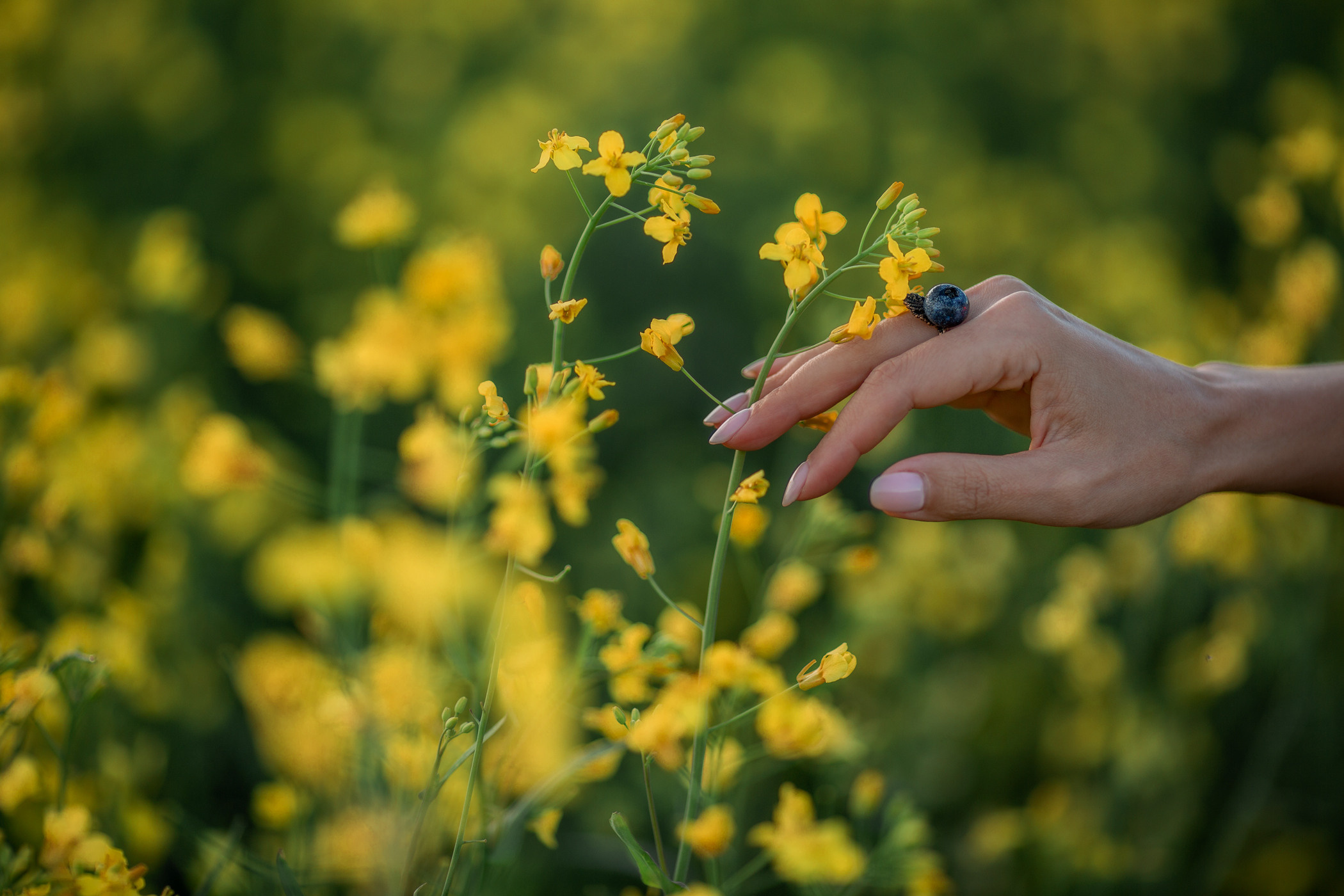 Рапсовые поля ИЮНЬ. Семейный и детский фотограф |Брянск| Анастасия Перепелкина