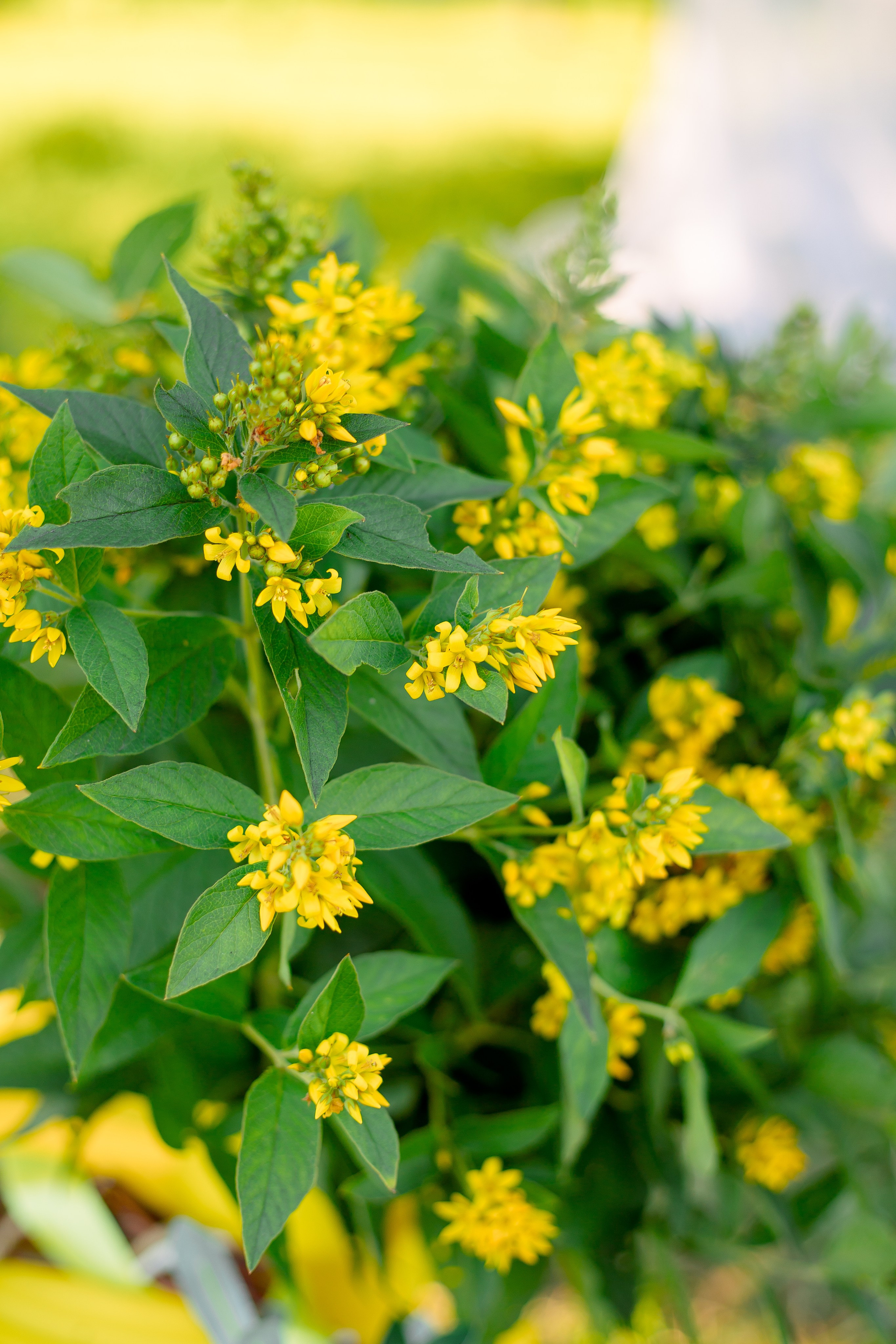 Летняя фотосессия в парке мамы и дочери. Фотограф в Санкт-Петербурге, Анна Скворцова