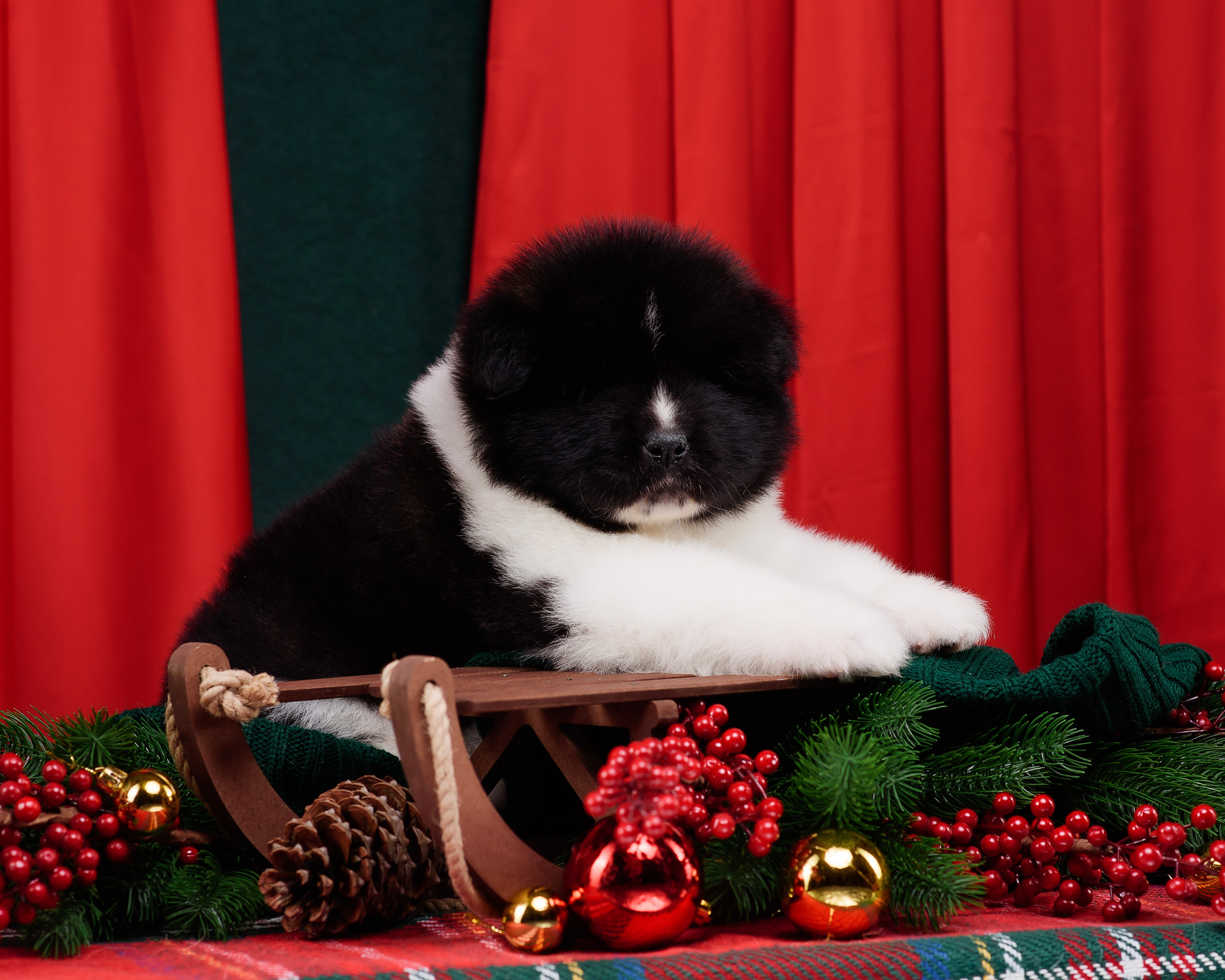 Щенки Американской Акиты. Фотограф — Анималист | Анна Абрамова