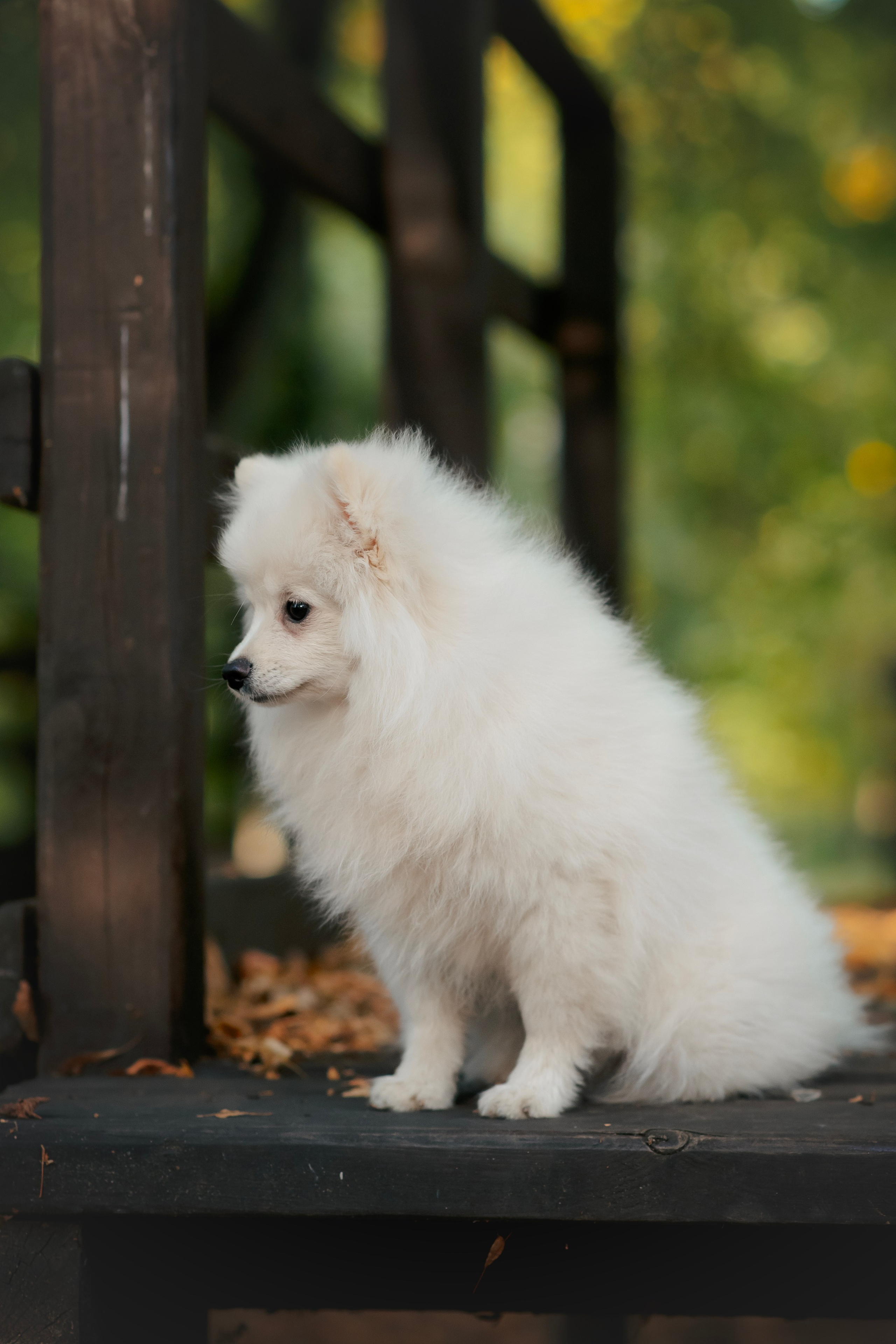 Малый немецкий шпиц — 18.09.2025. Фотограф — Анималист | Анна Абрамова