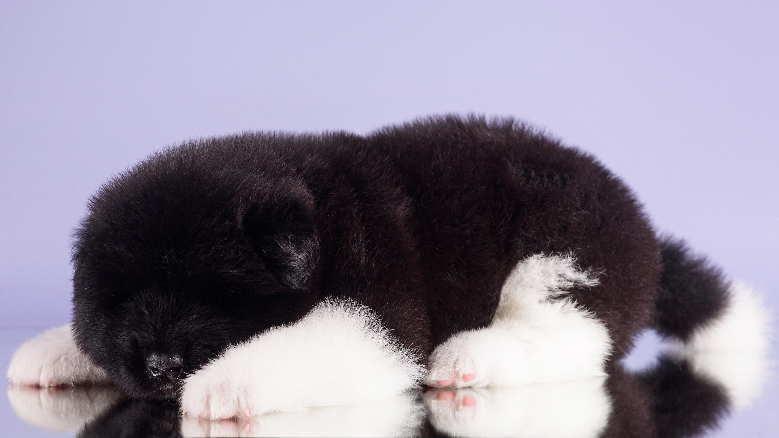 Щенки Американской Акиты — 04.11.2024. Фотограф — Анималист | Анна Абрамова