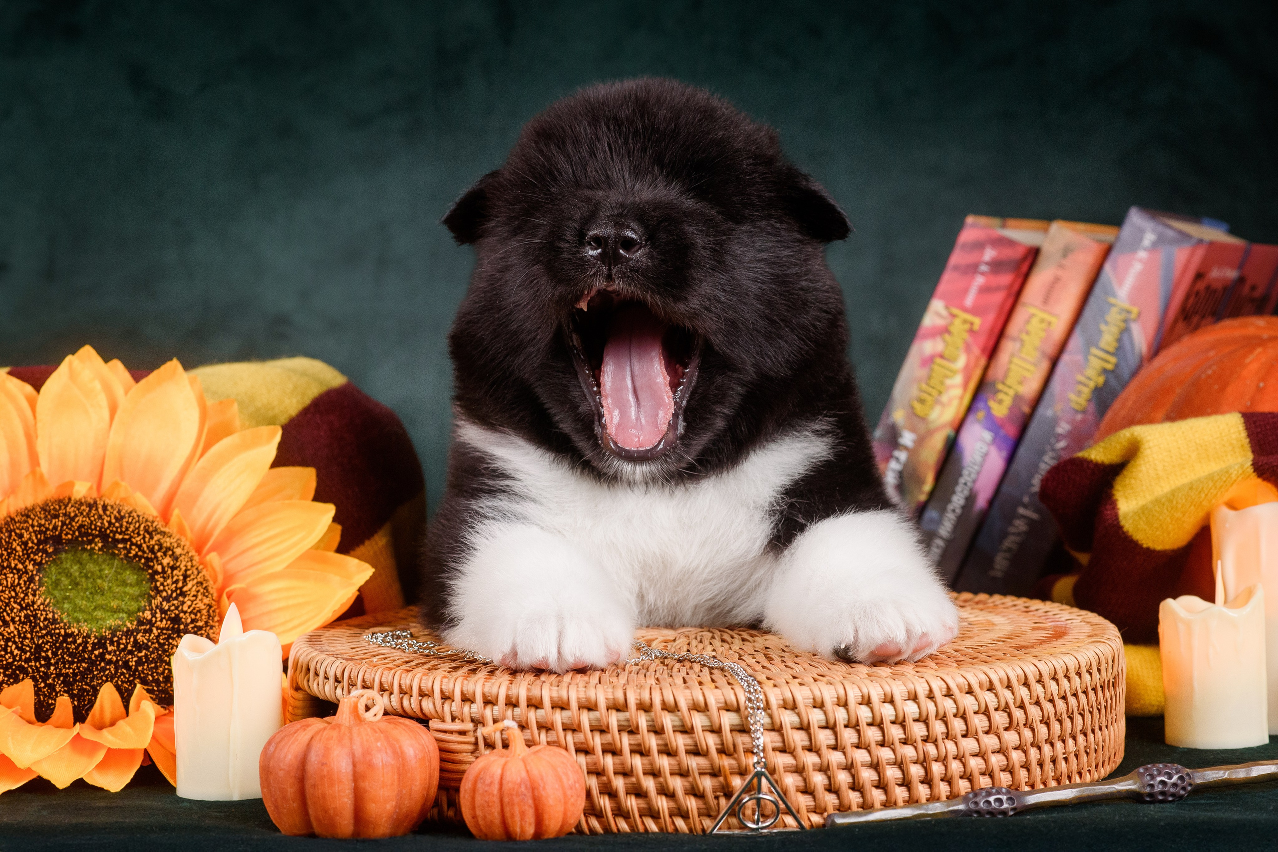 Щенки Американской Акиты — 04.11.2024. Фотограф — Анималист | Анна Абрамова