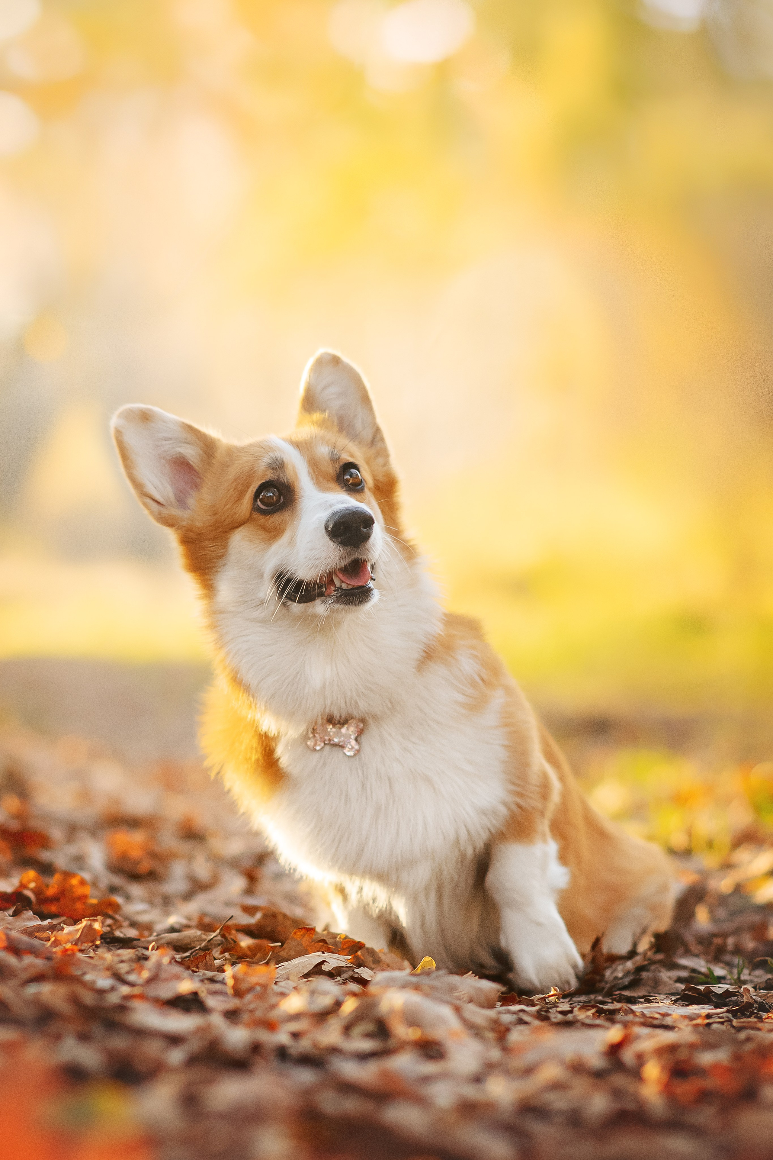 Максим, Аня и Челси — 19.10.2024. Фотограф — Анималист | Анна Абрамова