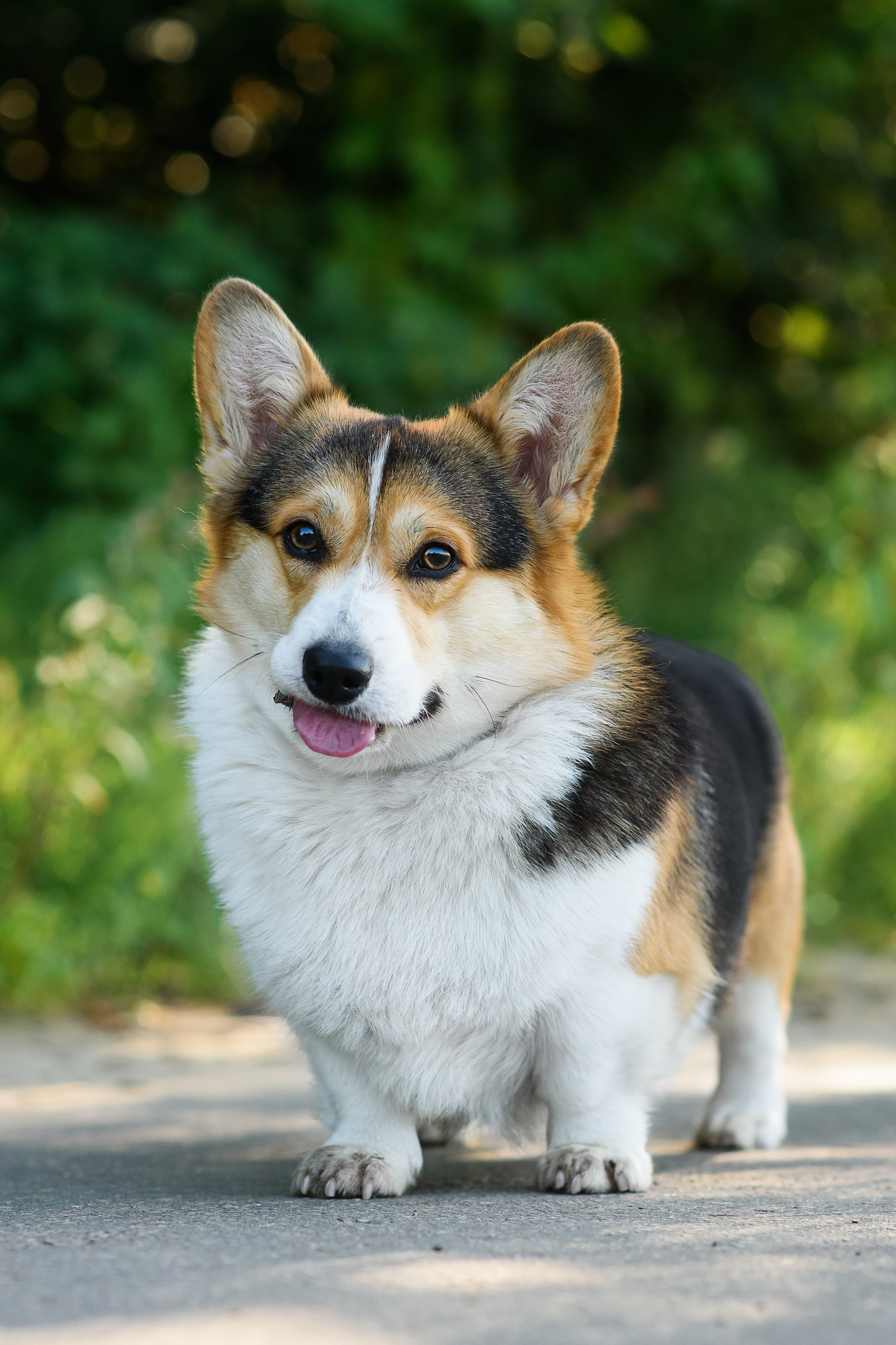 Майк и Лея — 29.08.2024. Фотограф — Анималист | Анна Абрамова
