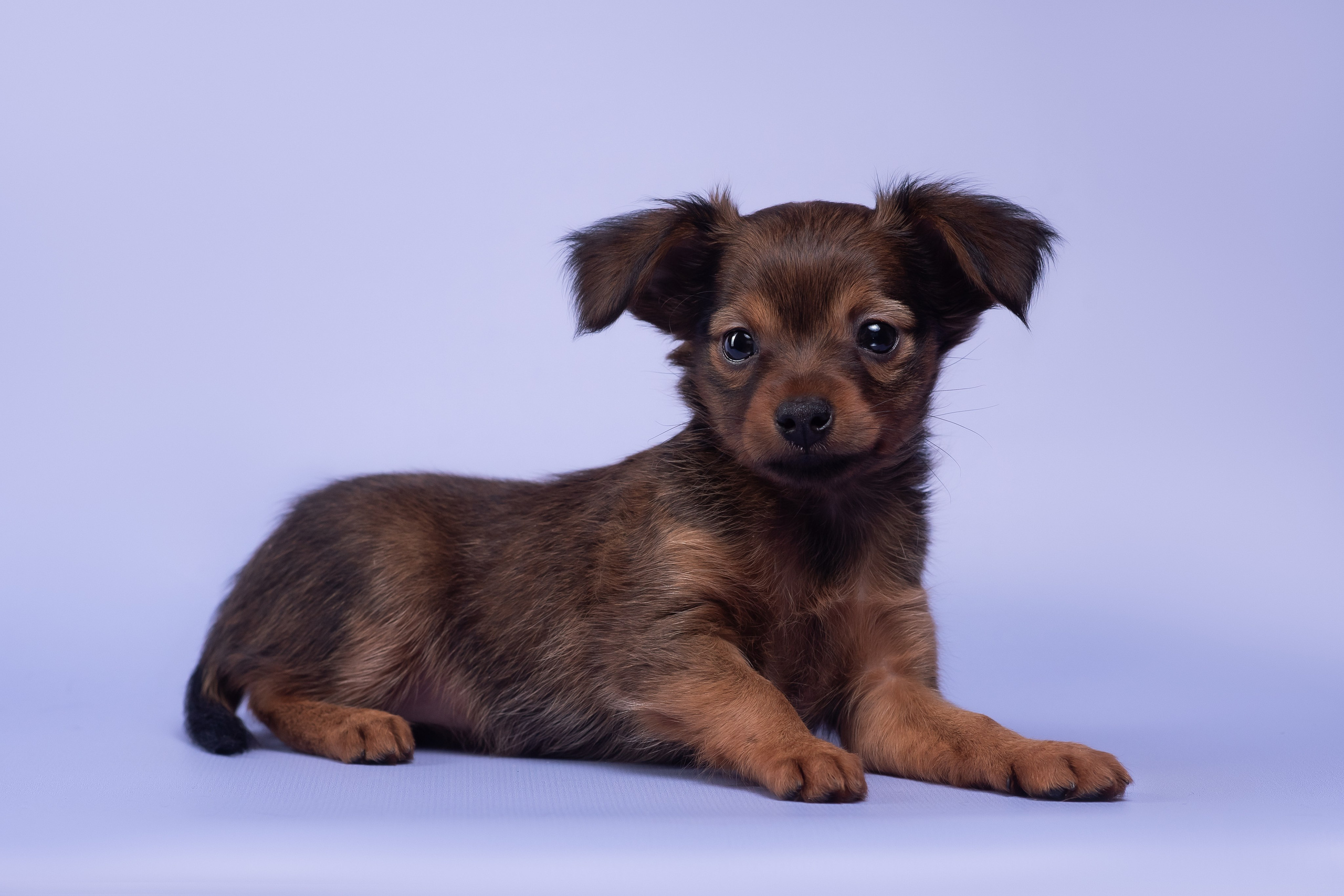 Пражские крысарики — 02.04.2025. Фотограф — Анималист | Анна Абрамова