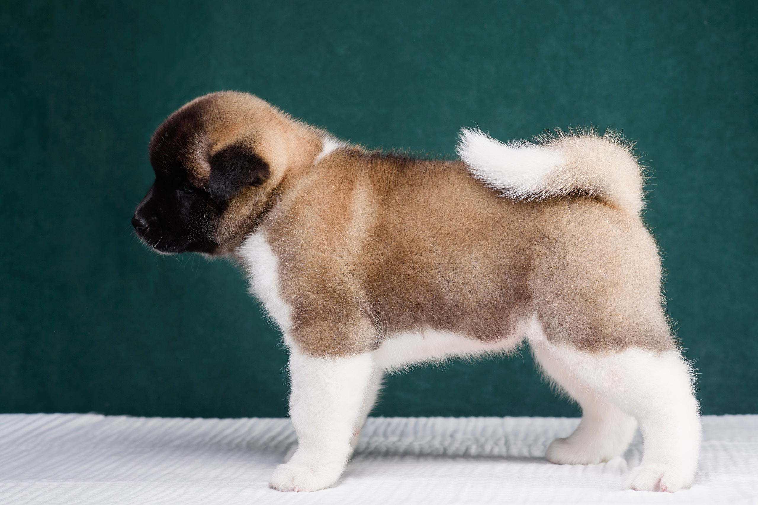 Щенки Американской Акиты. Фотограф — Анималист | Анна Абрамова